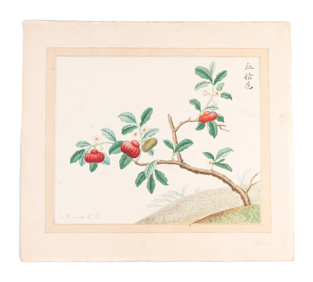[Three Watercolours of Chinese flowers].