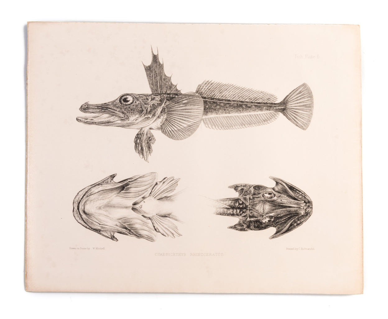 Ichthyology of the Voyage of H.M.S. Erebus & Terror,