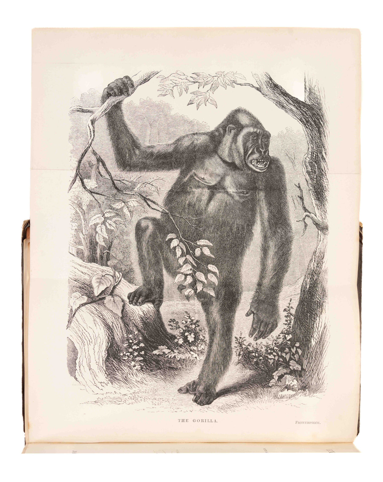 Explorations and Adventures in Equatorial Africa;