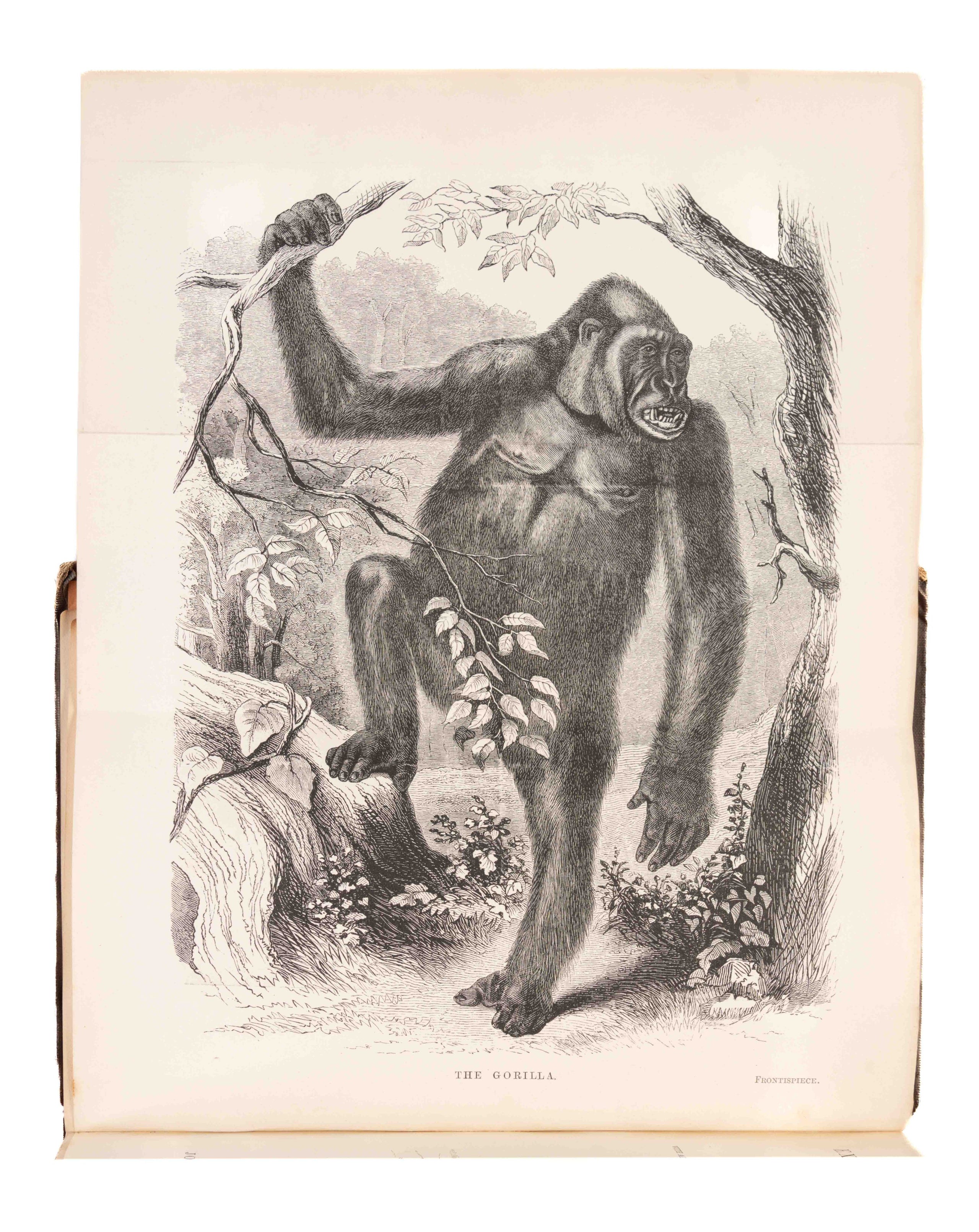Explorations and Adventures in Equatorial Africa;