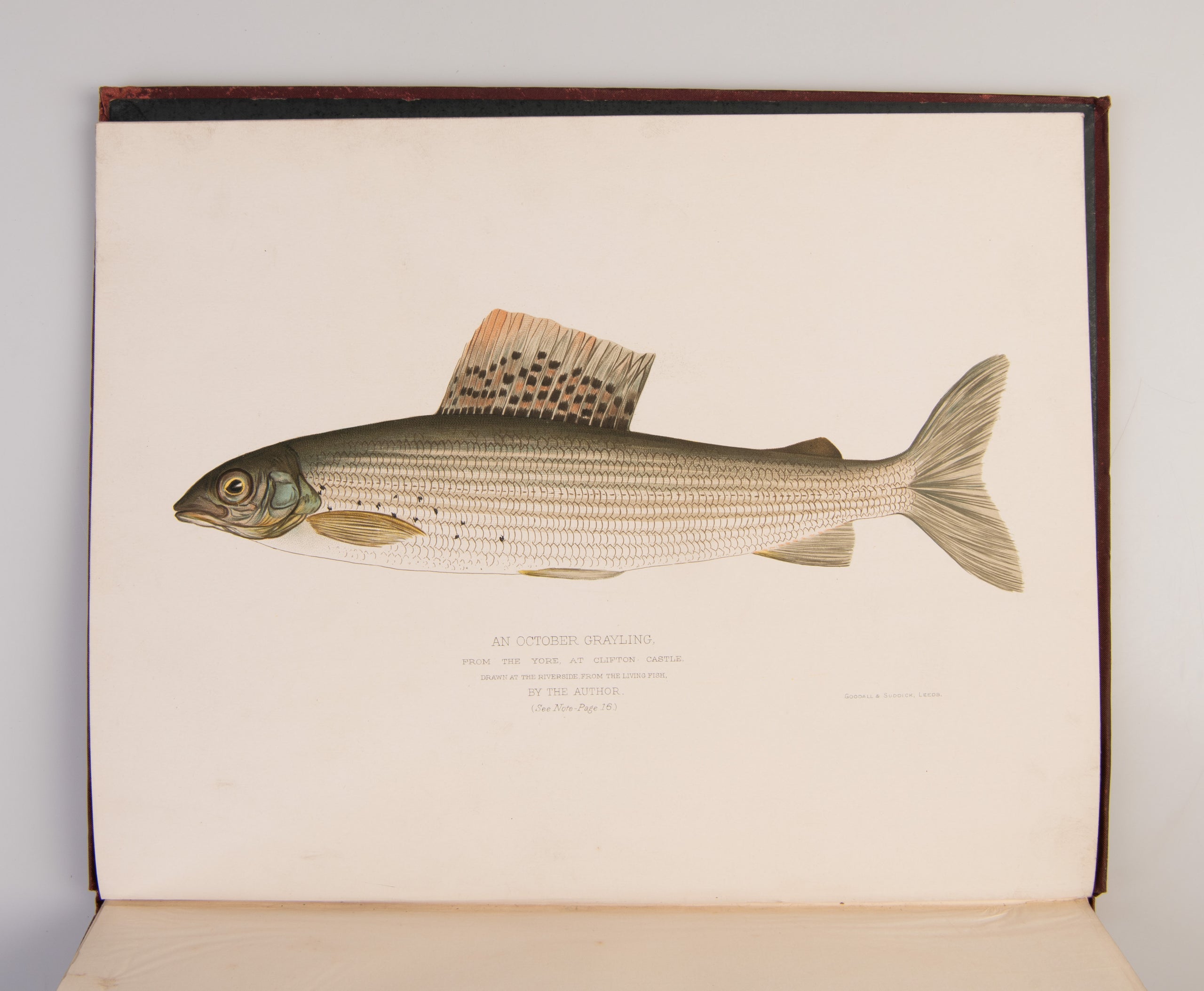 The Book of the Grayling: