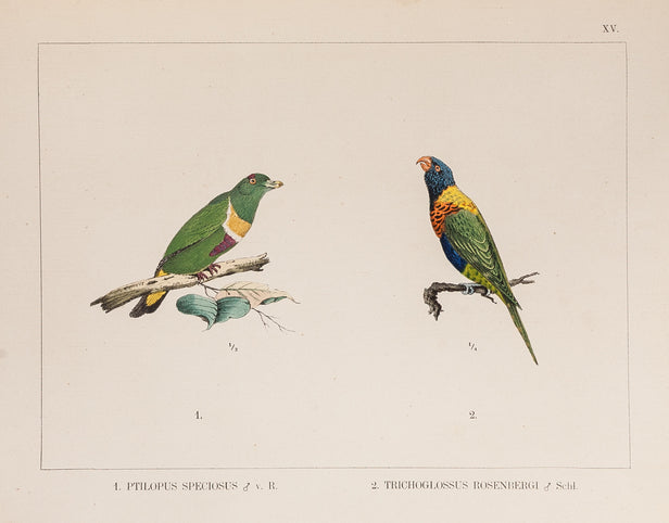 Reistochten naar Nieuw-Guinea in de jaren 1869 en 1870.