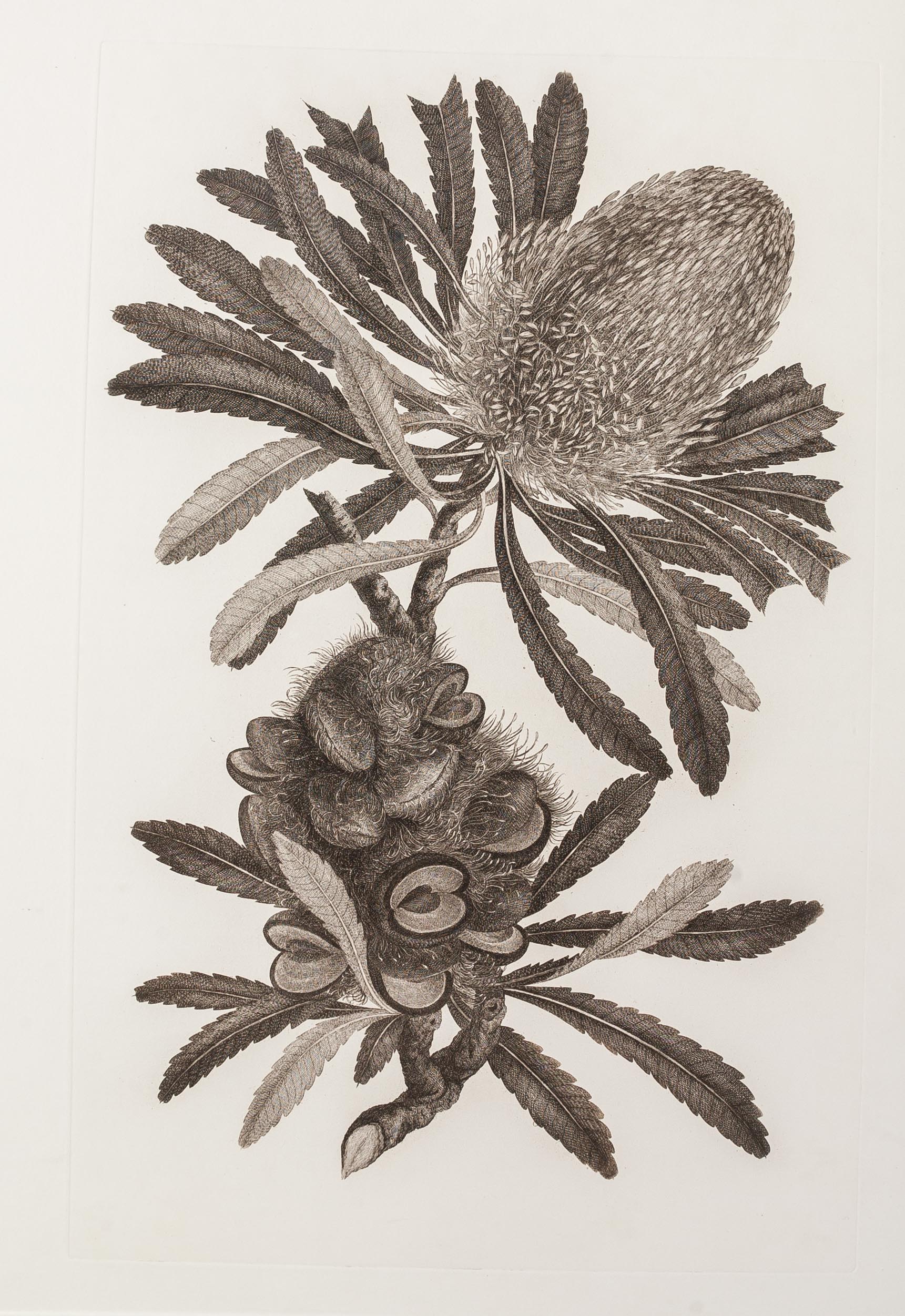 Captain Cook's Florilegium. A selection of engravings from the drawings of plants collected by Joseph Banks and Daniel Solander on Captain Cook's first voyage to the islands of the Pacific.