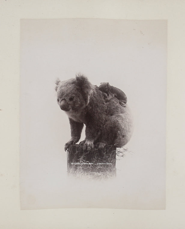Album of photographs of New Zealand and Australia, from some of the best commercial studios of the late 19th century: Burton Bros., Dunedin; Henry King, Sydney and Charles Kerry & Co., Sydney.