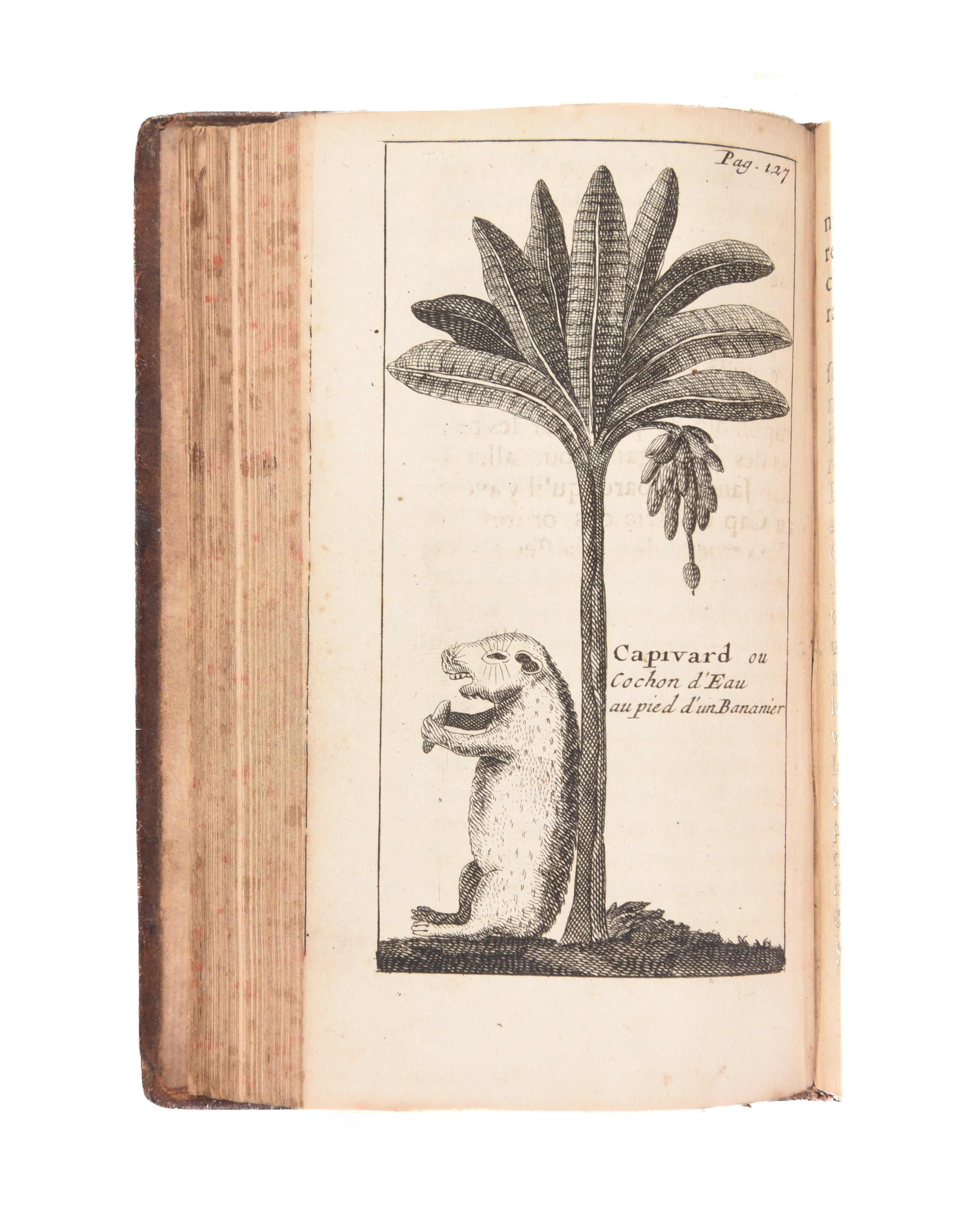 Relation d'un Voyage Fait en 1695,1696, & 1697. Aux cotes d'Afrique, Detroit de Magellan, Bresil, Cayenne et Isles Antilles, par un Escadre des Vaiseaux du Roi, commandee par M. de Gennes.