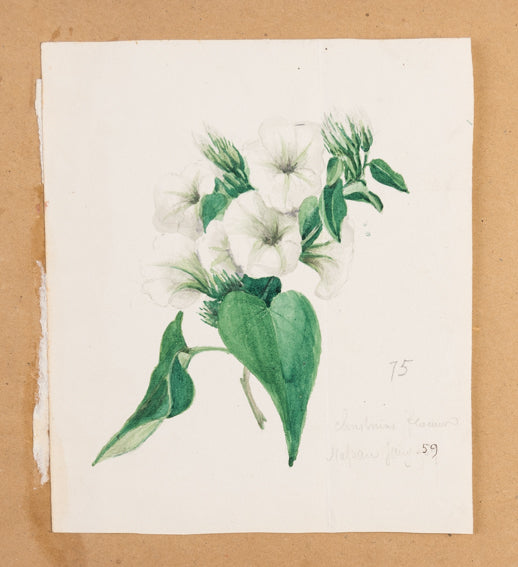 A volume of watercolours depicting topographical scenes in and around the Nassau and the Bahamas, with a further 13 drawings of botanical specimens, plus a fine study of a tarantula.