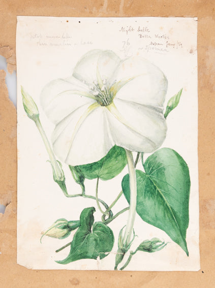 A volume of watercolours depicting topographical scenes in and around the Nassau and the Bahamas, with a further 13 drawings of botanical specimens, plus a fine study of a tarantula.