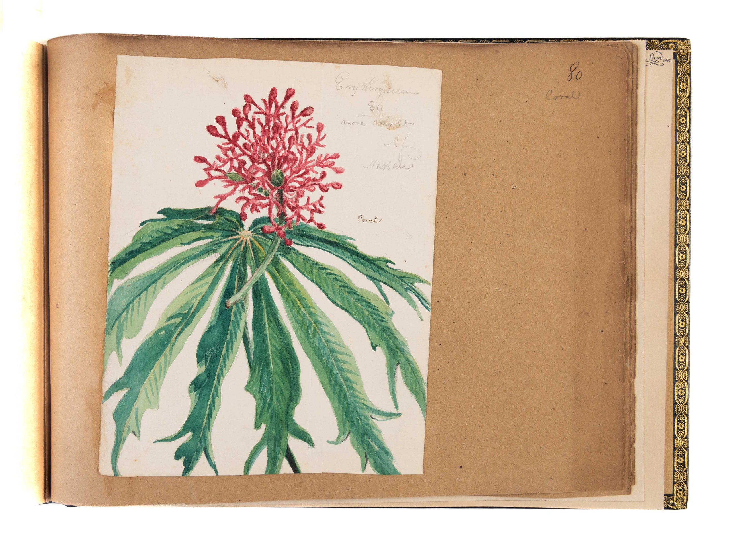 A volume of watercolours depicting topographical scenes in and around the Nassau and the Bahamas, with a further 13 drawings of botanical specimens, plus a fine study of a tarantula.