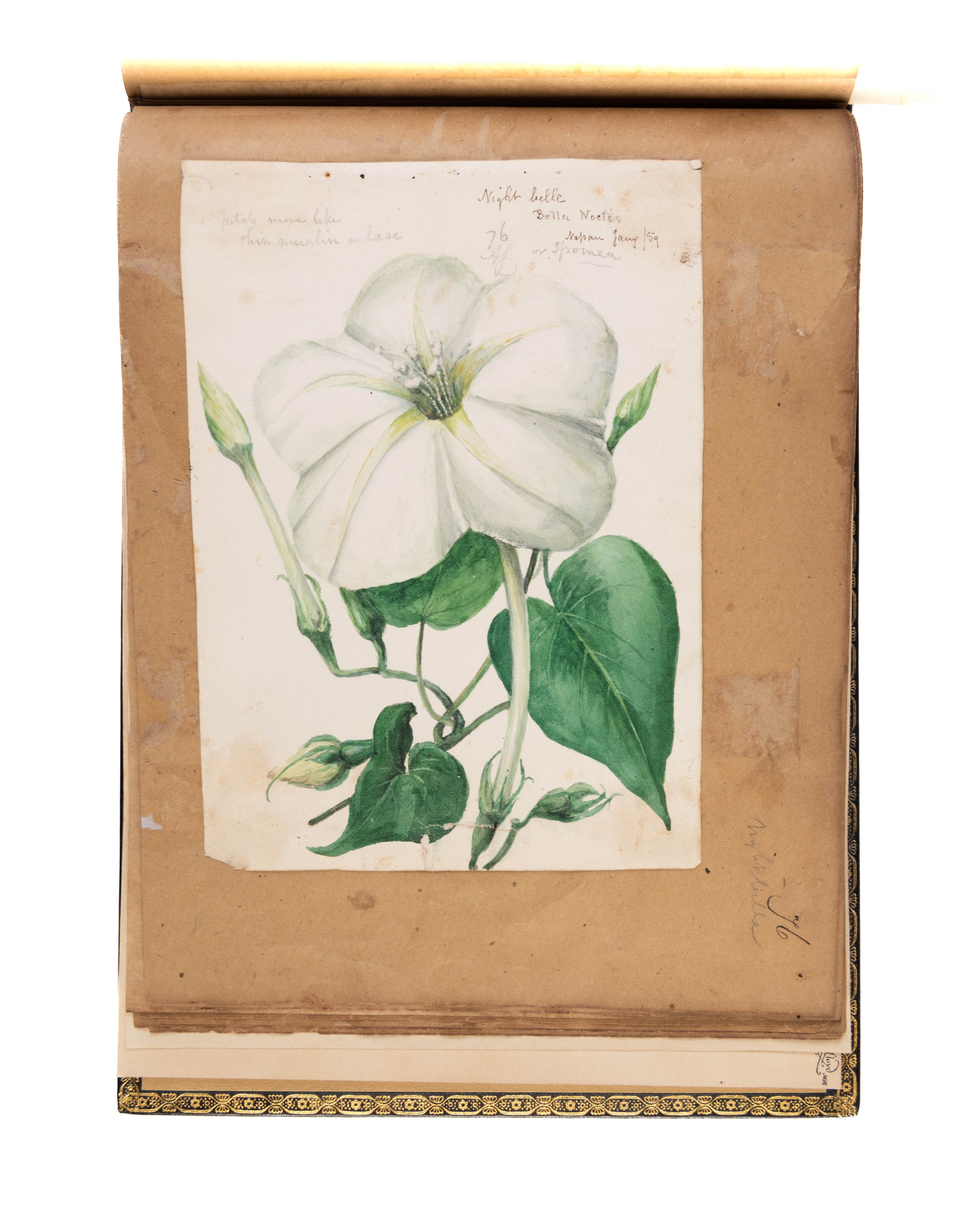 A volume of watercolours depicting topographical scenes in and around the Nassau and the Bahamas, with a further 13 drawings of botanical specimens, plus a fine study of a tarantula.