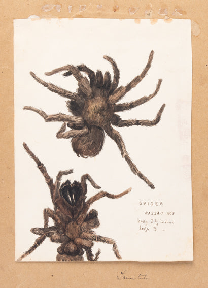 A volume of watercolours depicting topographical scenes in and around the Nassau and the Bahamas, with a further 13 drawings of botanical specimens, plus a fine study of a tarantula.