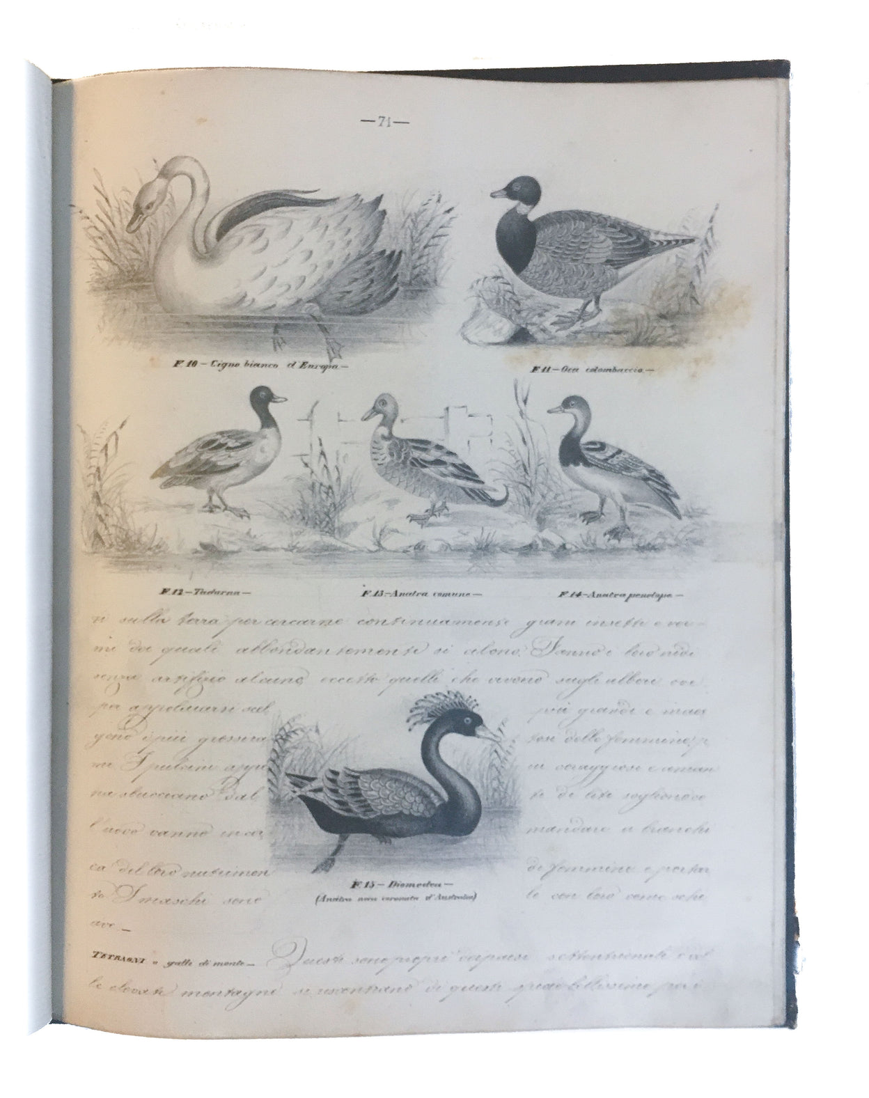 [Three illustrated notebooks.]