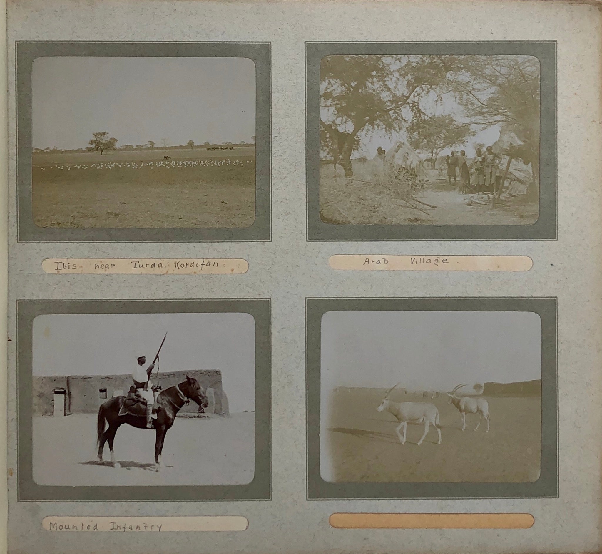 A well captioned snap album depicting troops, camel manoeuvres, inspections connected with the 15th Sudanese regiment.
