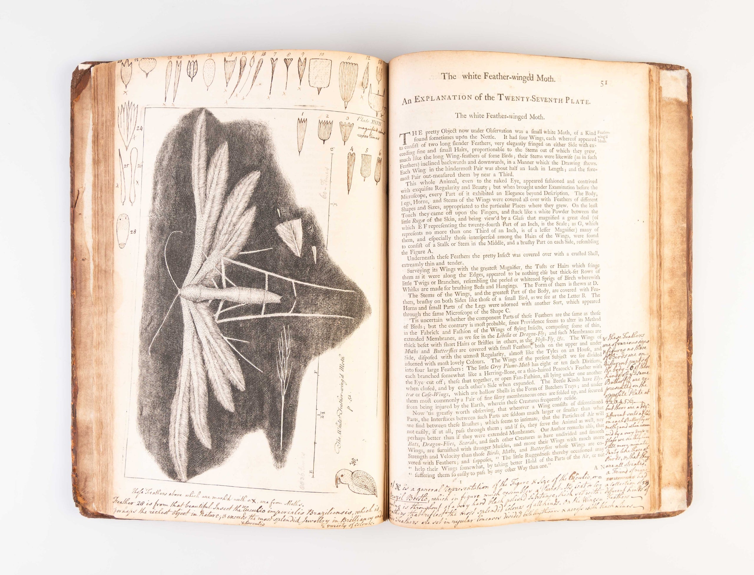 Micrographia Restaurata:
