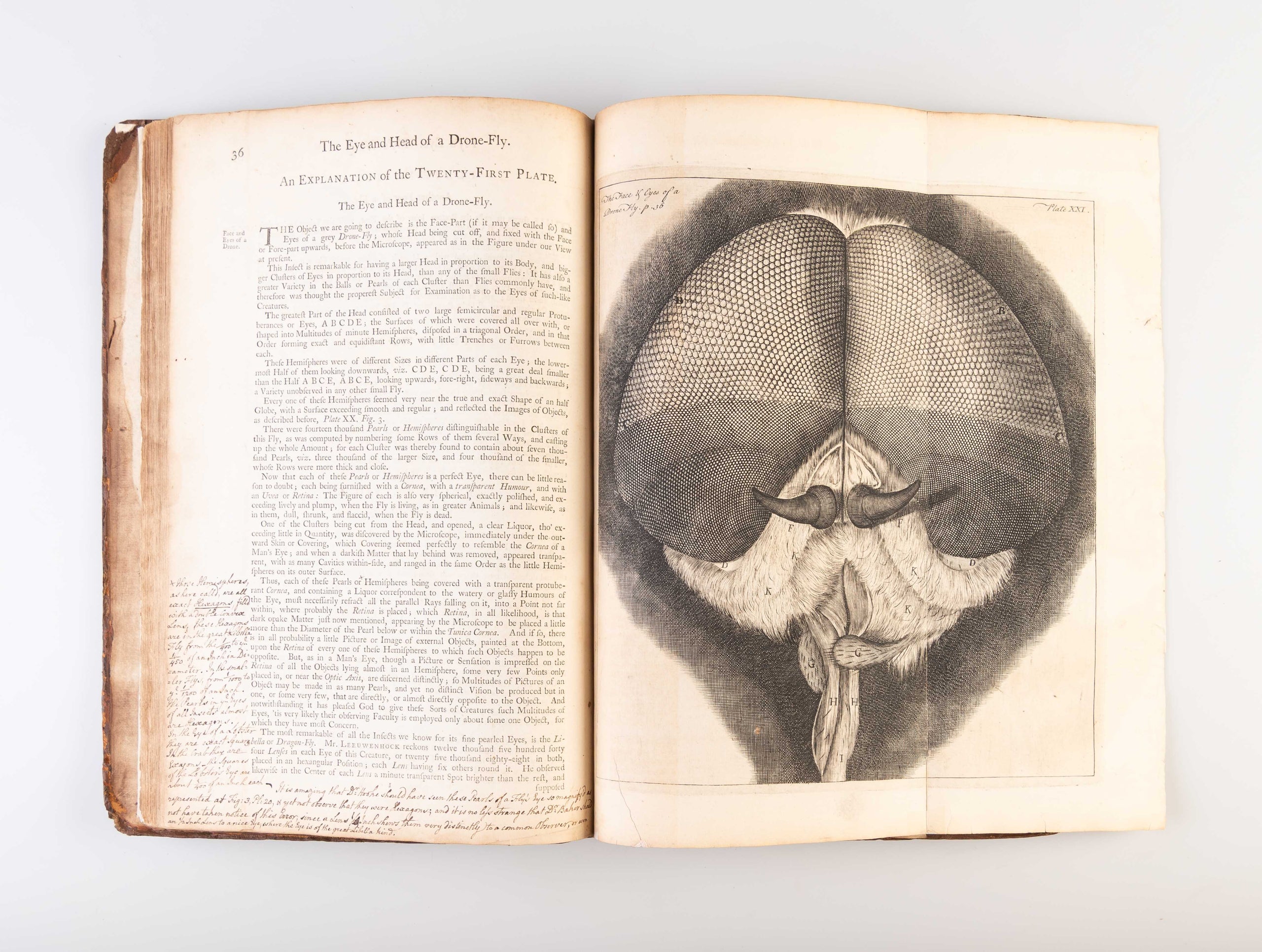 Micrographia Restaurata: