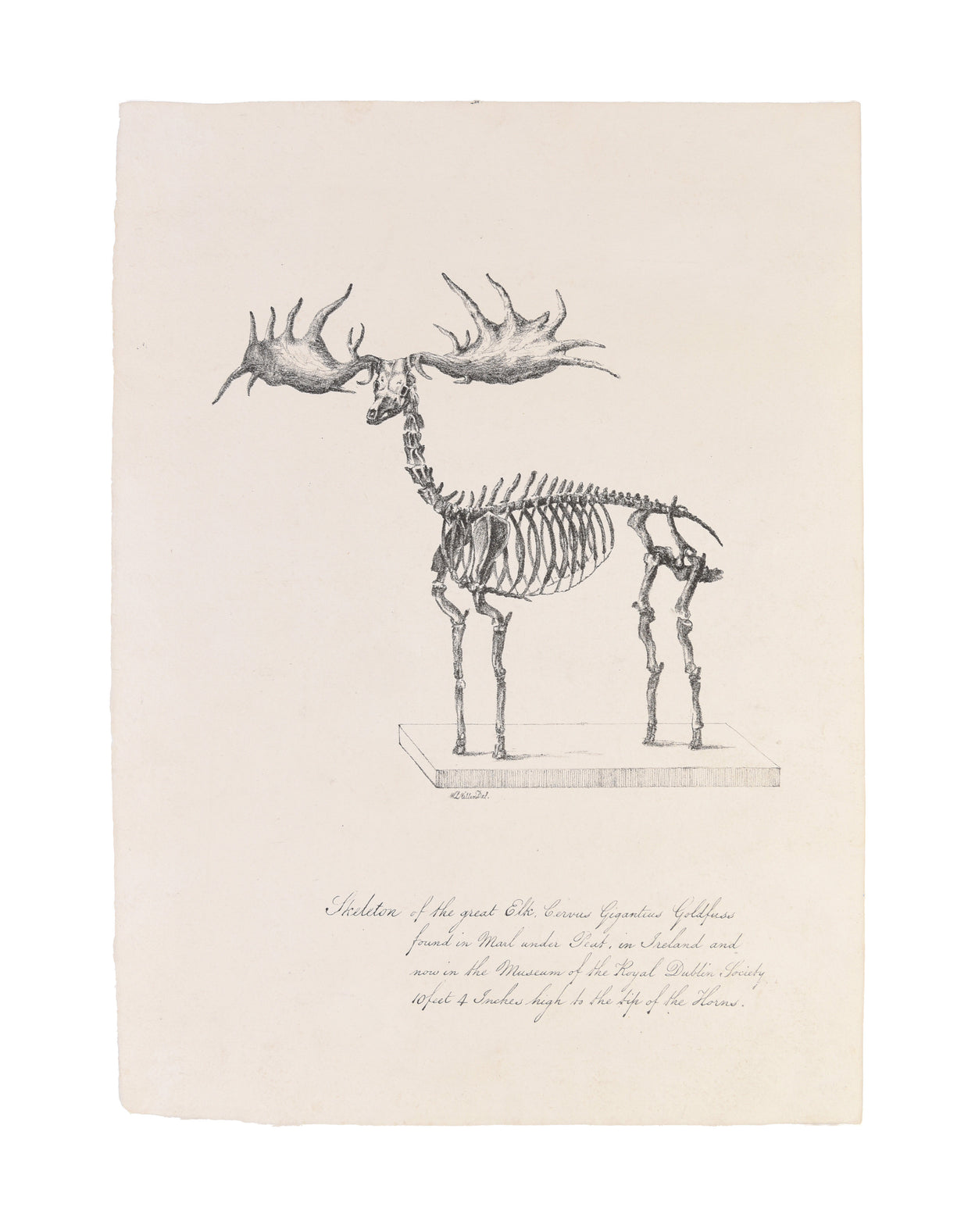 Skeleton of the great Elk,