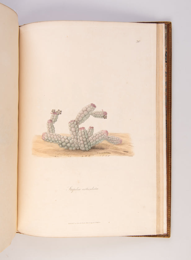 Stapeliae Novae: or, a collection of several new species of that genus discovered in the interior parts of Africa.