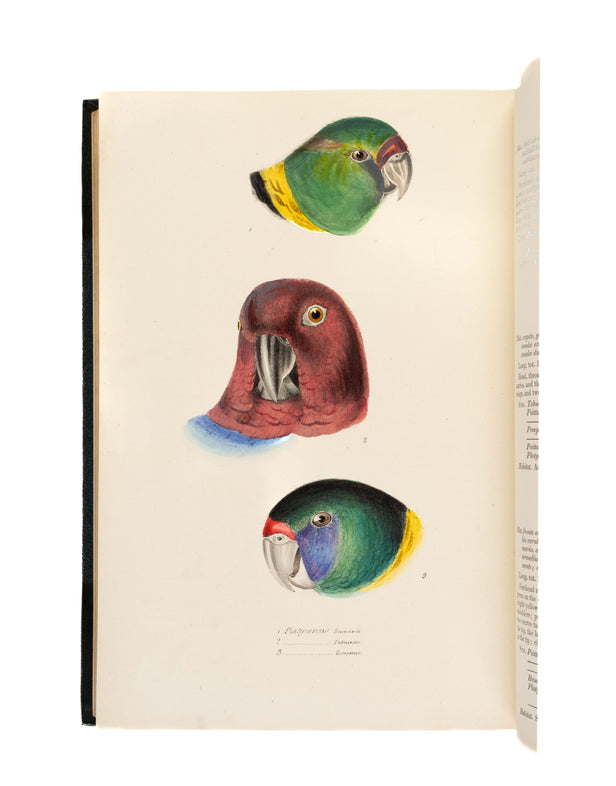 A Synopsis of the Birds of Australia.
