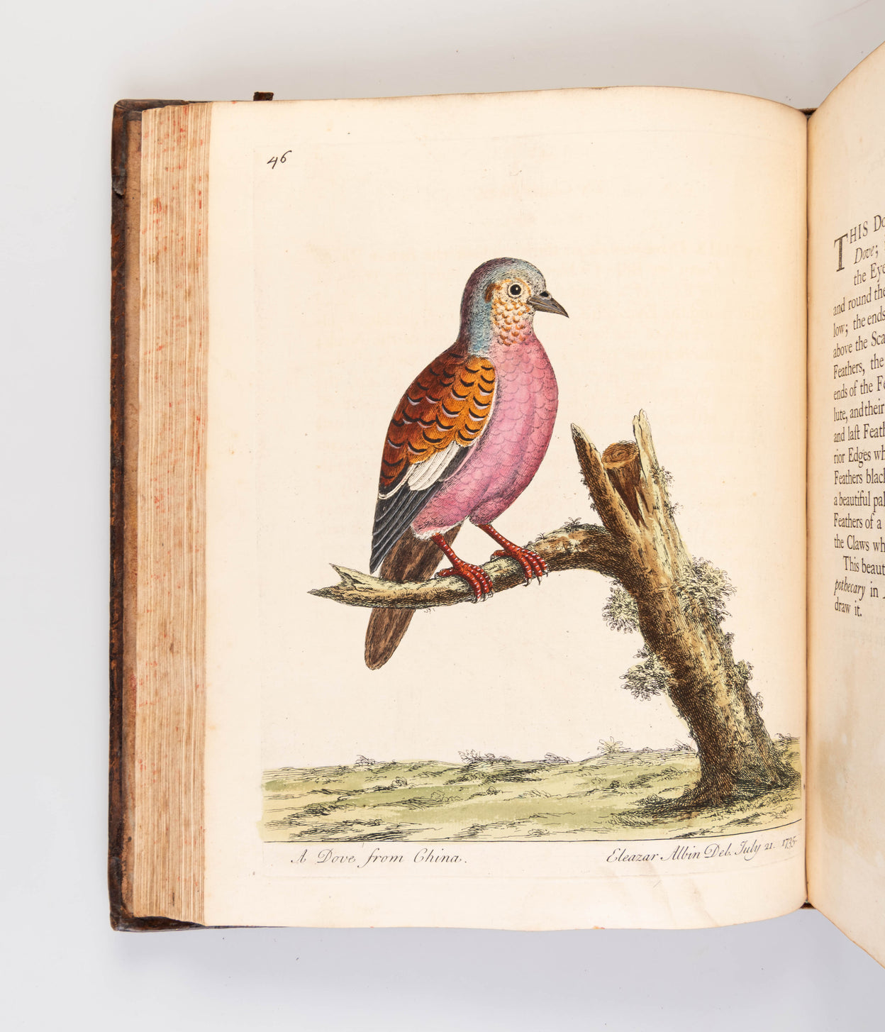 A natural history of birds ... published by the author ... and carefully colour'd by his daughter and himself from the originals, drawn from the live birds.