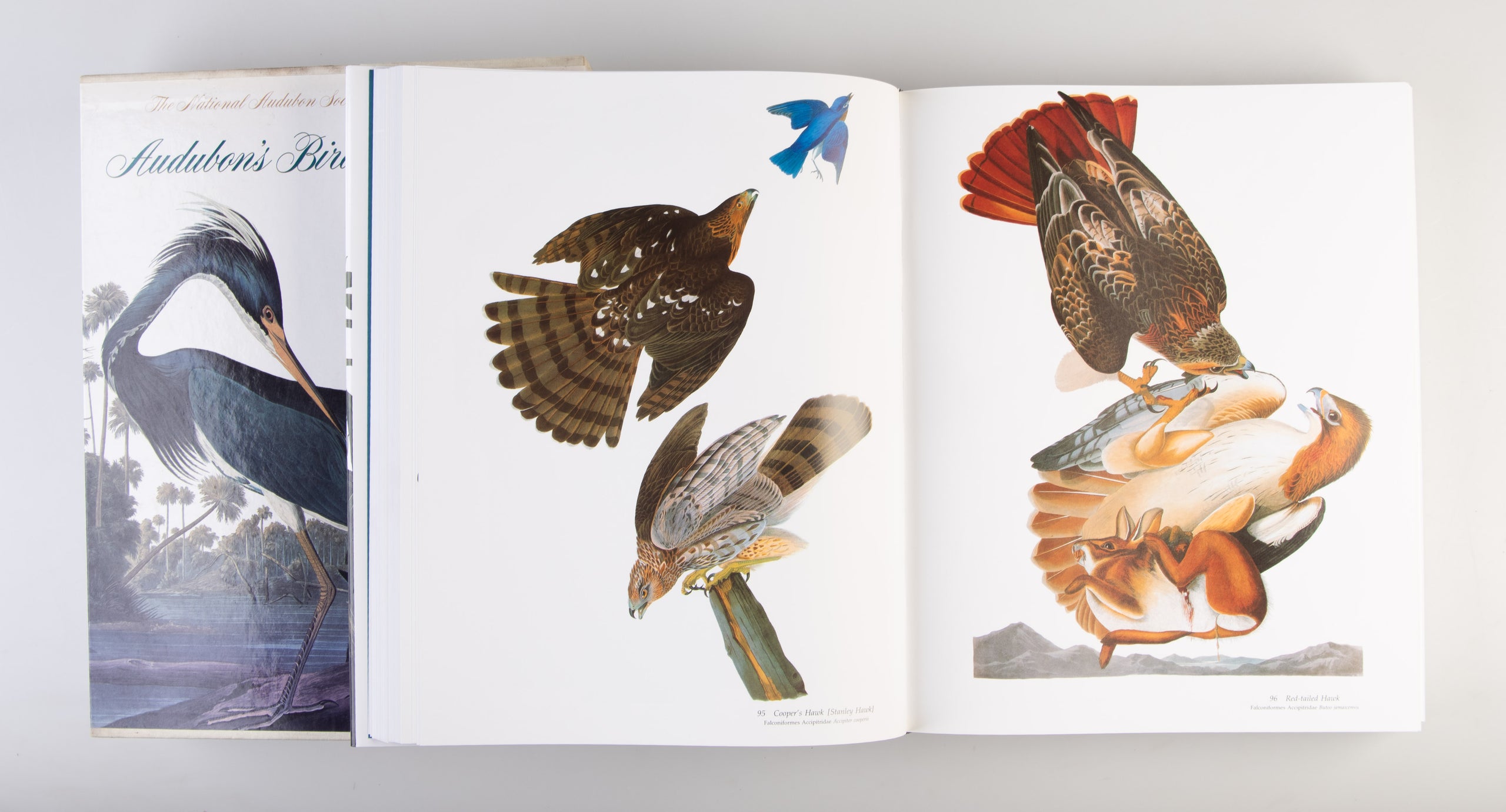 Audubon's Birds of America.
