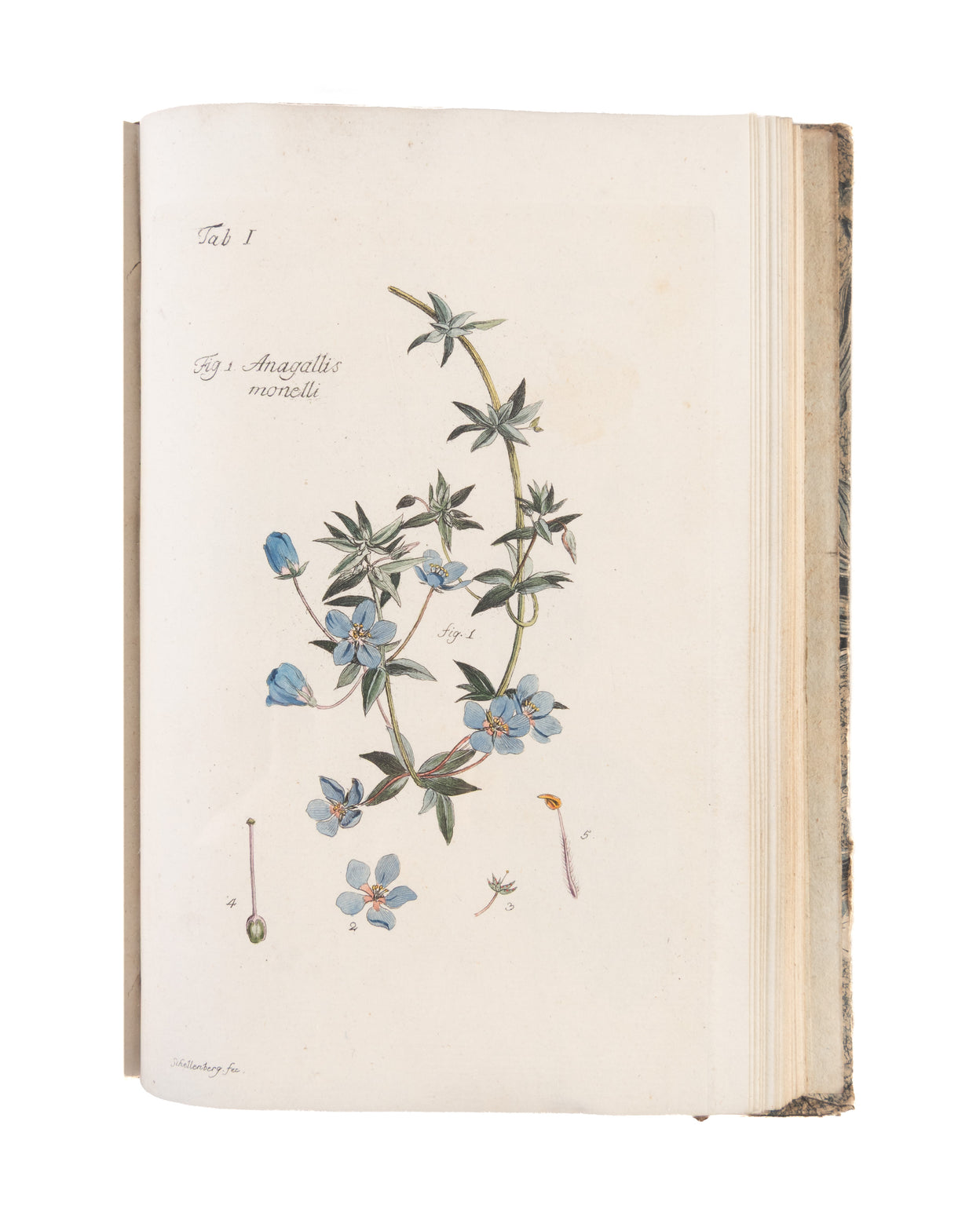 Plantes et arbustes d'agrément, gravés et enluminés d'après nature, avec la manière de les cultiver.