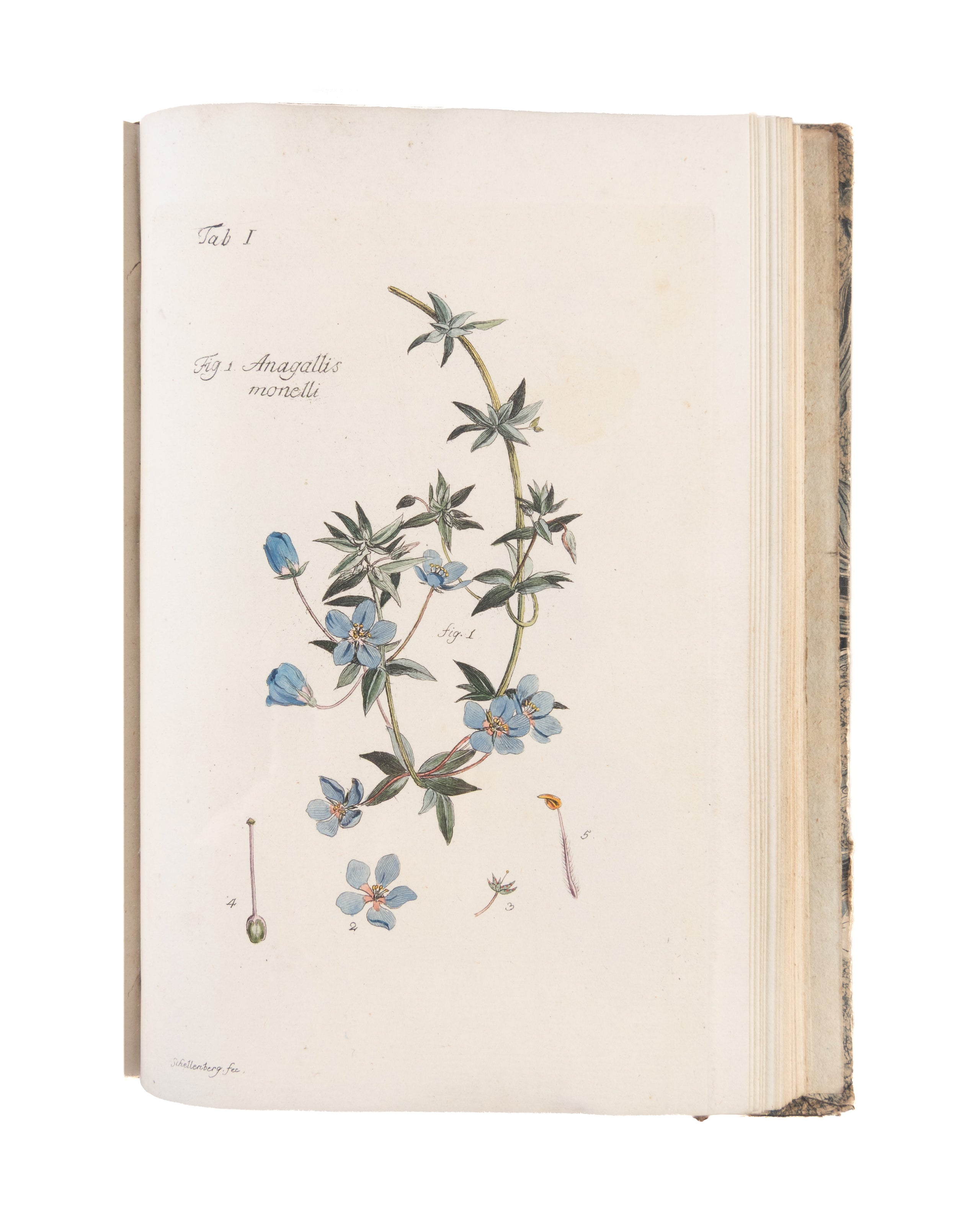 Plantes et arbustes d'agrément, gravés et enluminés d'après nature, avec la manière de les cultiver.