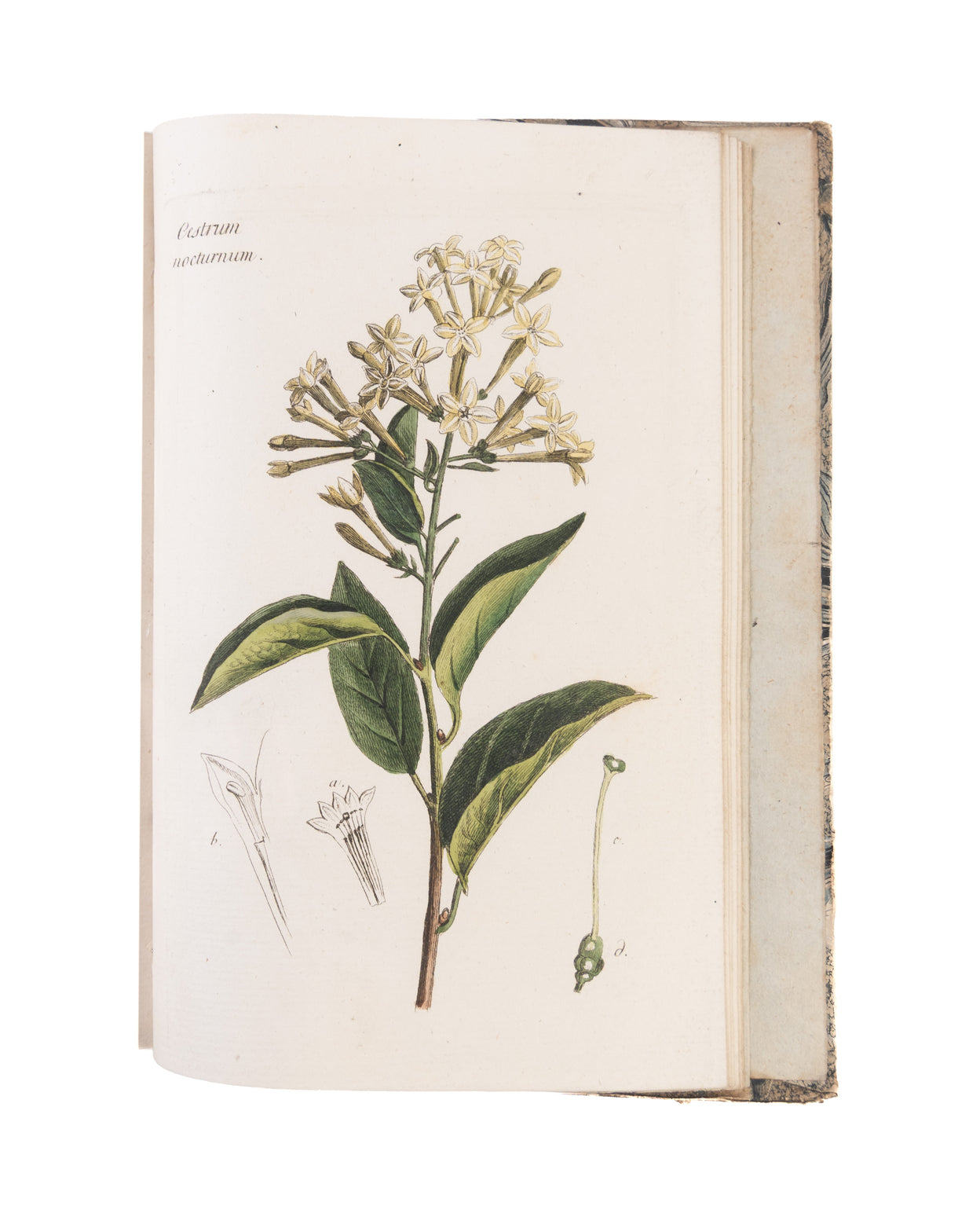 Plantes et arbustes d'agrément, gravés et enluminés d'après nature, avec la manière de les cultiver.