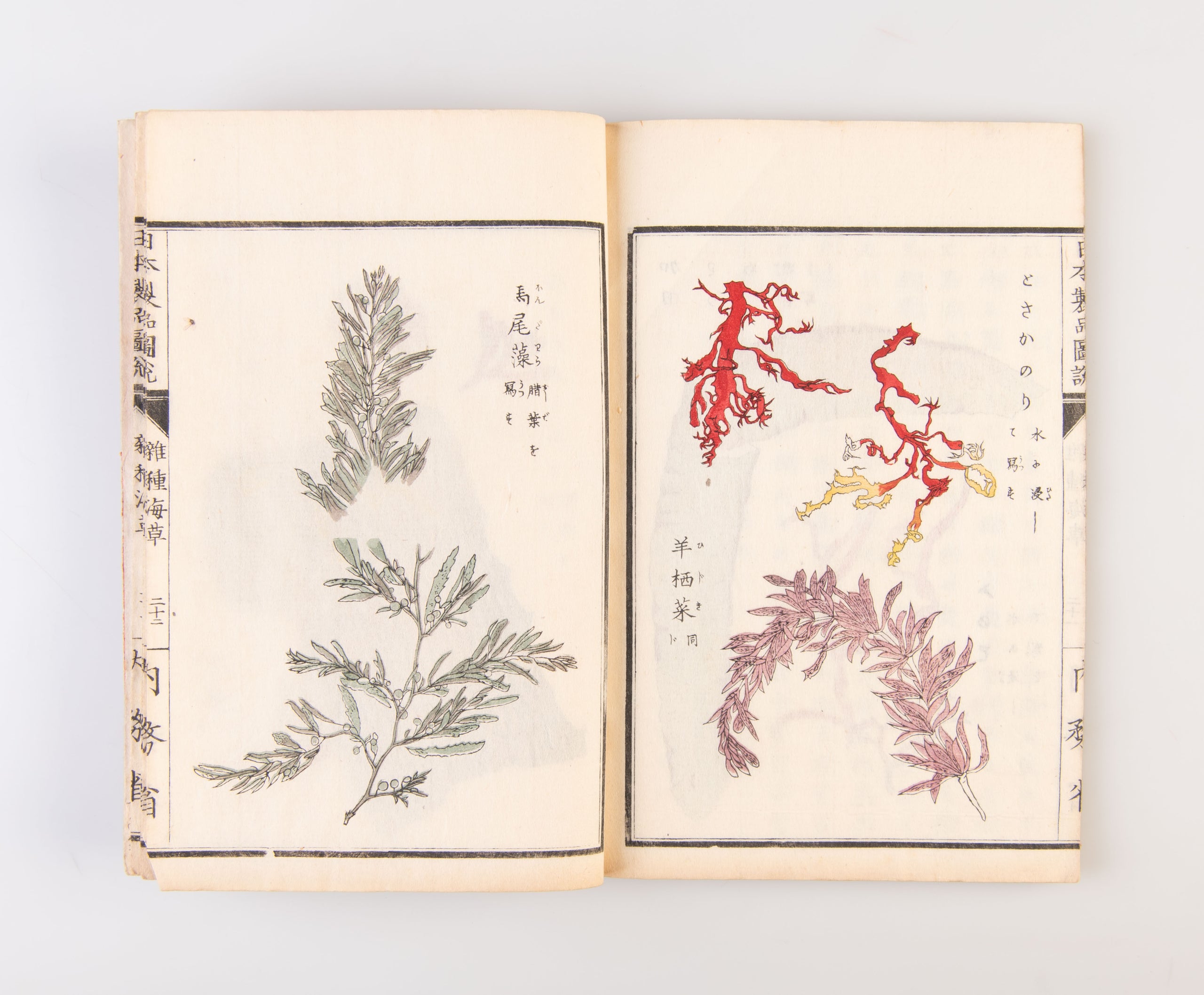 Nippon seihin zusetsu: zasshu kaiso  [Illustrated Products of Japan: Hybrid Seaweeds].