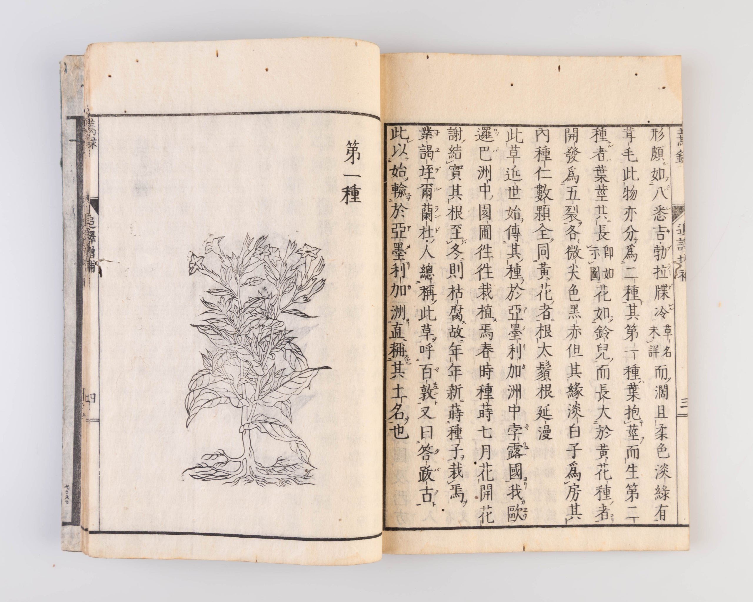 Enroku [Tobacco Record].