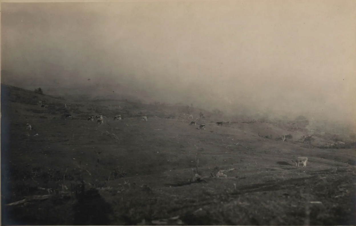 Some Economic Possibilities in the Galapagos Islands.