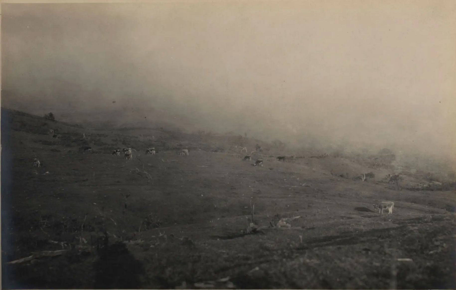 Some Economic Possibilities in the Galapagos Islands.