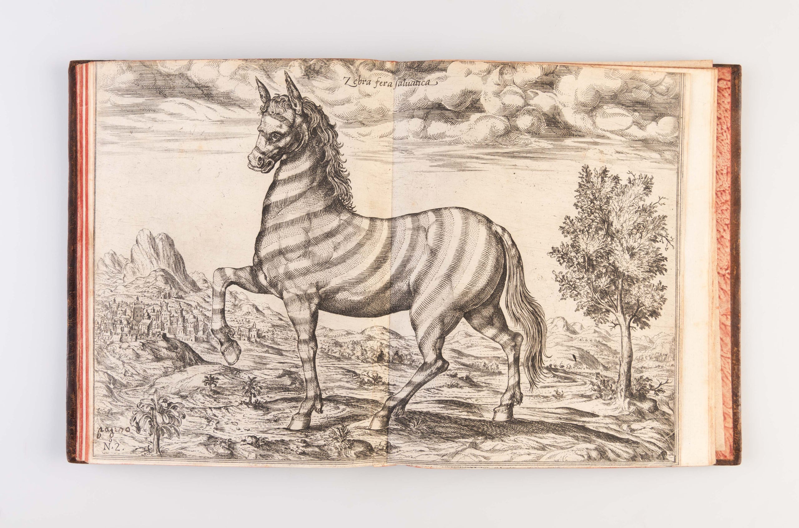 Relatione del Reame di Congo et delle Circonvicine Contrade Tratta dalli Scritti & ragionamenti di Odoardo Lopez [Duarte] Portoghese... con dissegni vari di Geografia, di piante d'habiti, d'animali & altro