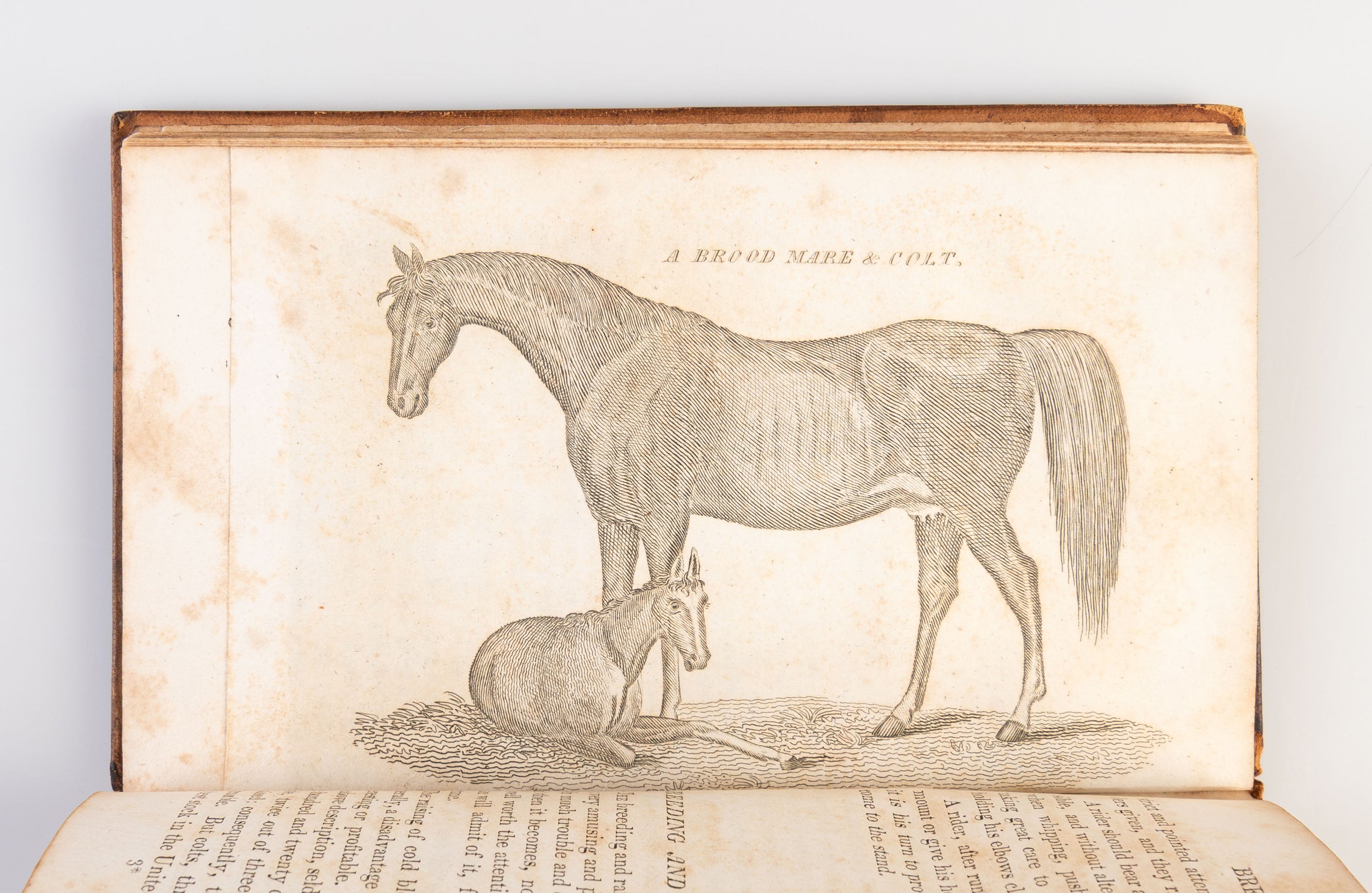 The Gentleman's new Pocket Farrier comprising a general Description of the noble and useful Animal the Horse, together with the quickest and simplest Mode of Fattening, necessary Treatment while undergoing excessive Fatigue, or on a Journey … also a conci