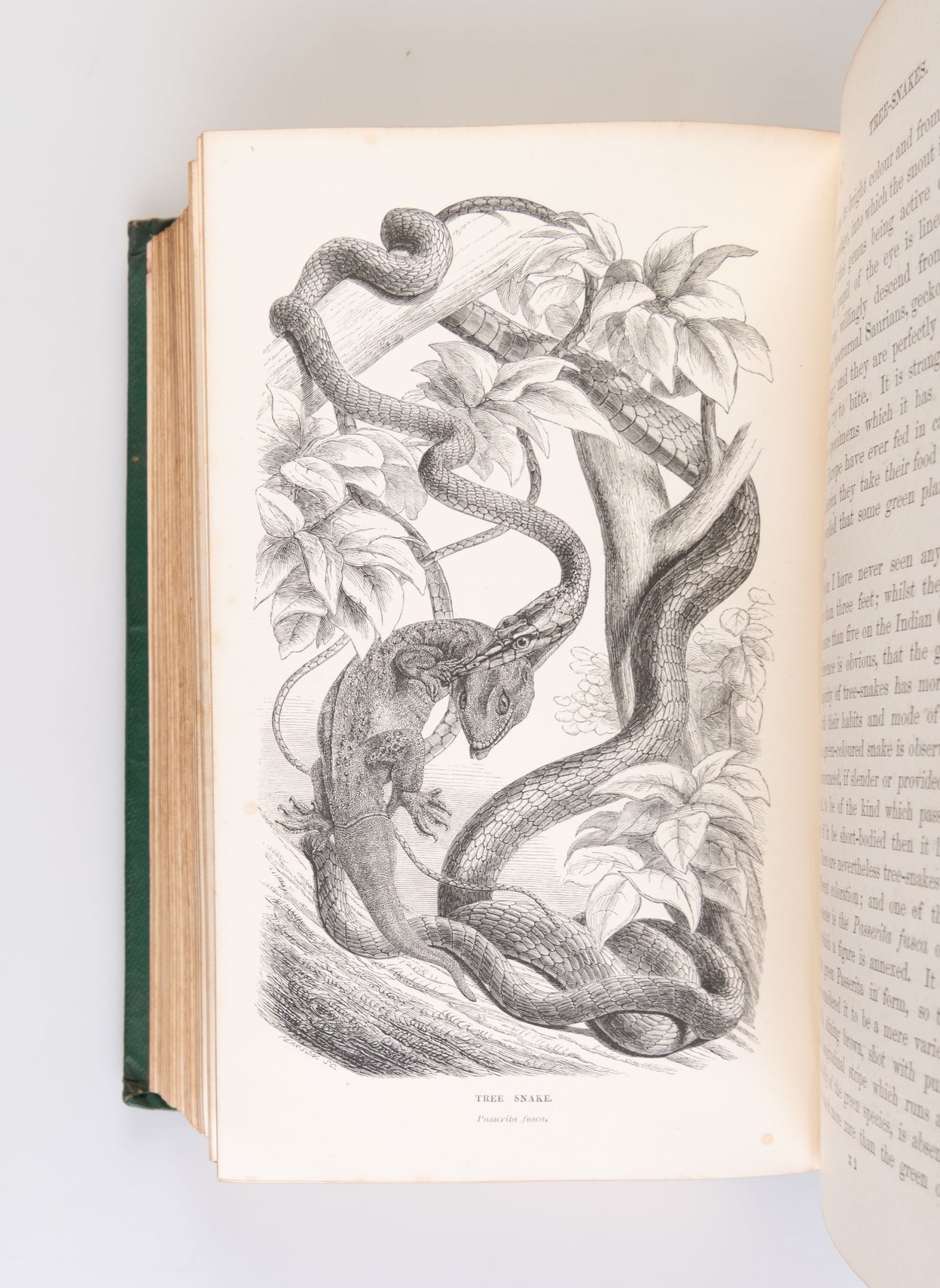 Sketches of the Natural History of Ceylon with Narratives and Anecdotes Illustrative of the Habits and Instincts of the Mammalia, Birds, Reptiles, Fishes, Insects, &c. including a Monograph of the Elephant.