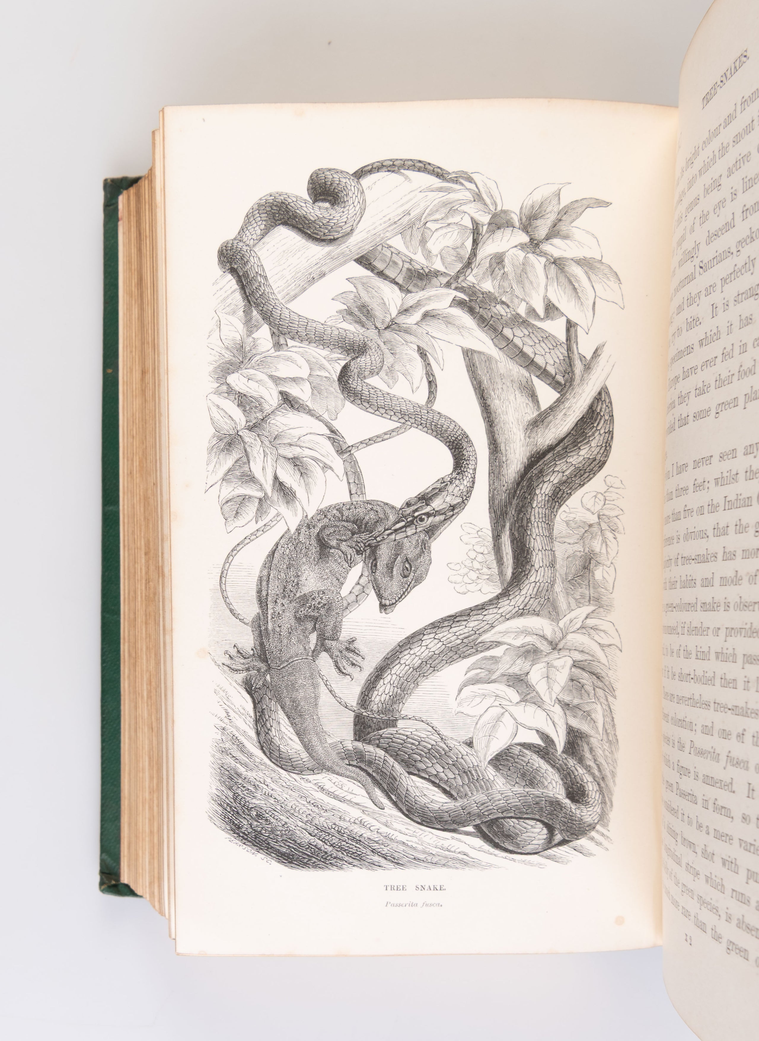 Sketches of the Natural History of Ceylon with Narratives and Anecdotes Illustrative of the Habits and Instincts of the Mammalia, Birds, Reptiles, Fishes, Insects, &c. including a Monograph of the Elephant.
