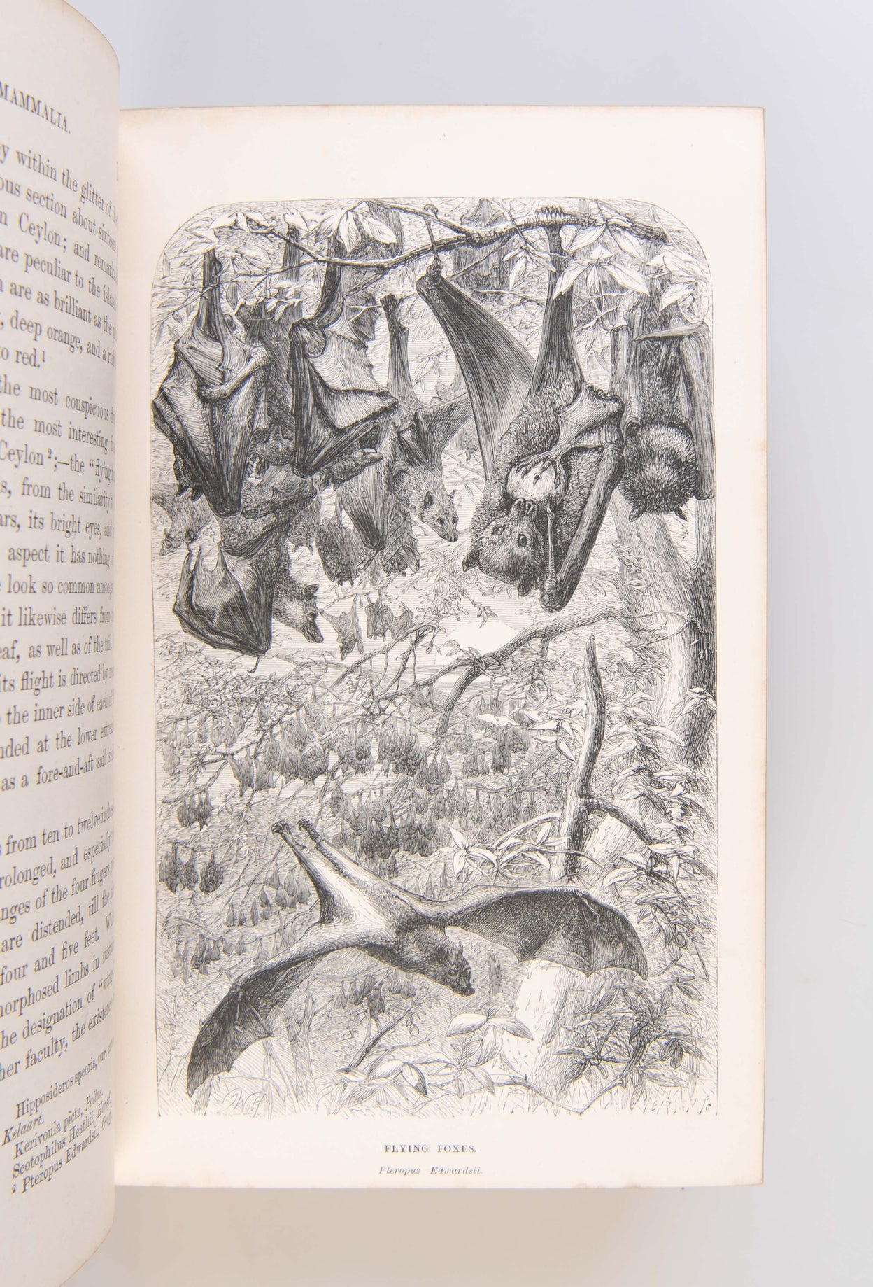 Sketches of the Natural History of Ceylon with Narratives and Anecdotes Illustrative of the Habits and Instincts of the Mammalia, Birds, Reptiles, Fishes, Insects, &c. including a Monograph of the Elephant.