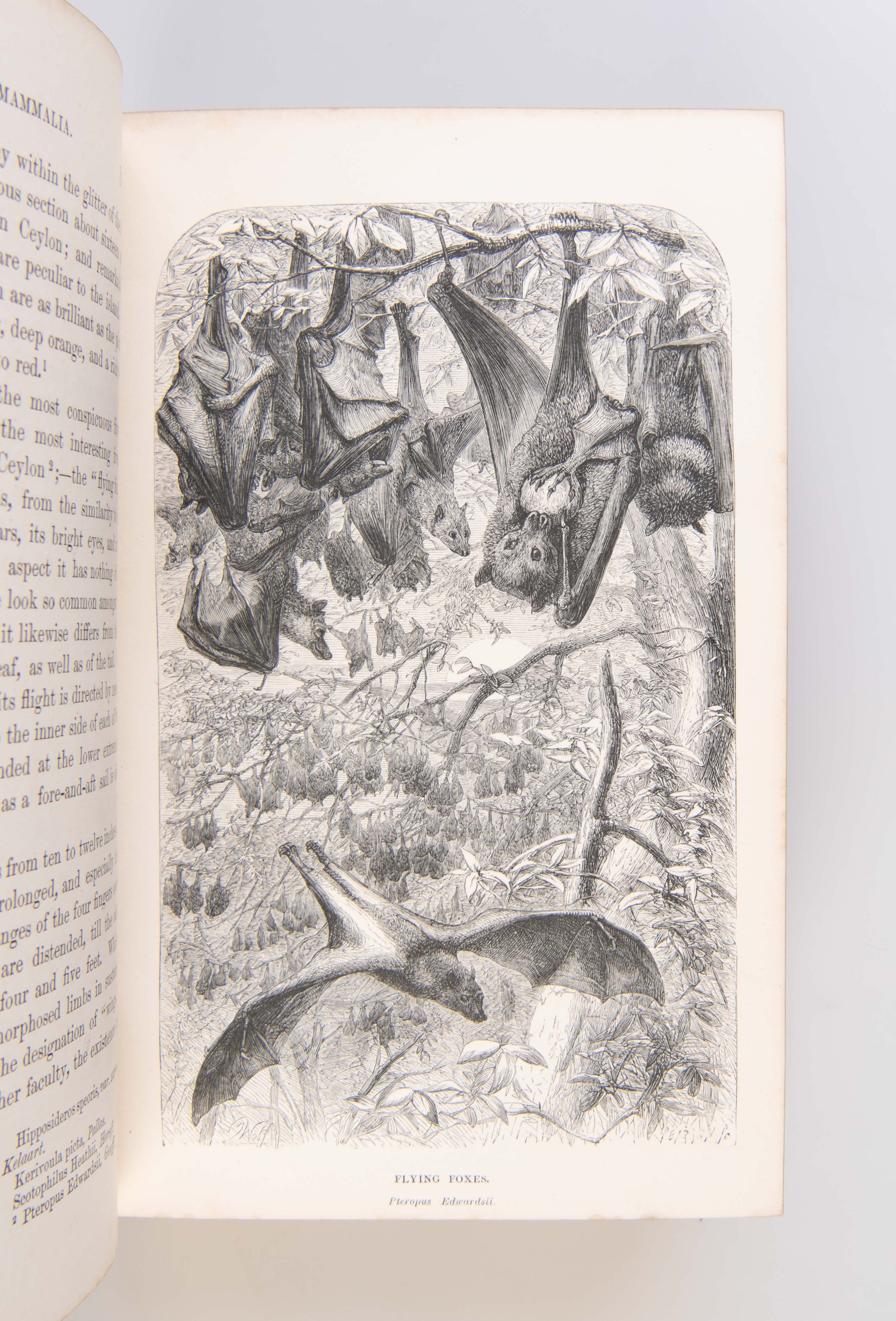 Sketches of the Natural History of Ceylon with Narratives and Anecdotes Illustrative of the Habits and Instincts of the Mammalia, Birds, Reptiles, Fishes, Insects, &c. including a Monograph of the Elephant.