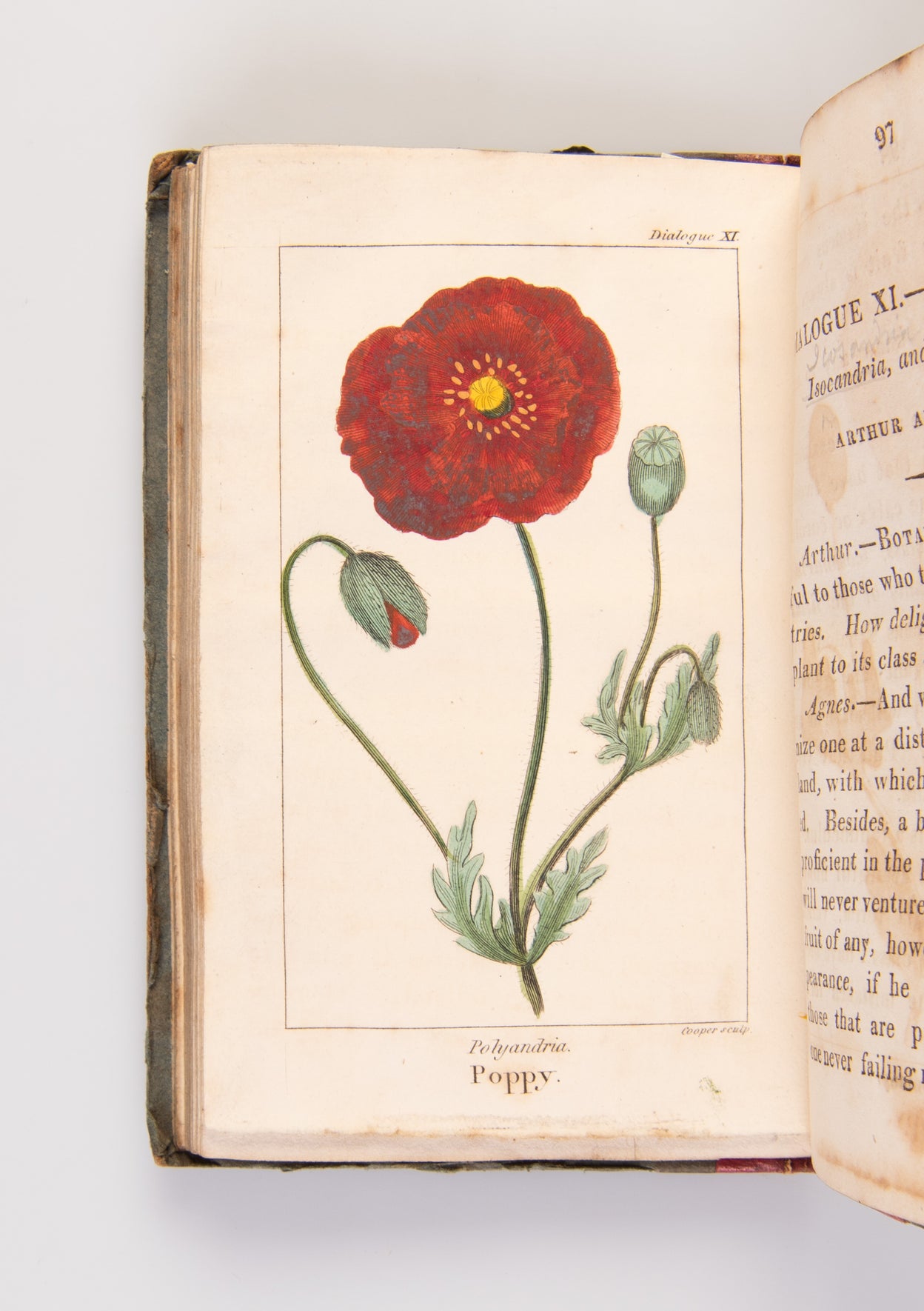 The Young Botanists; in Thirteen Dialogues.