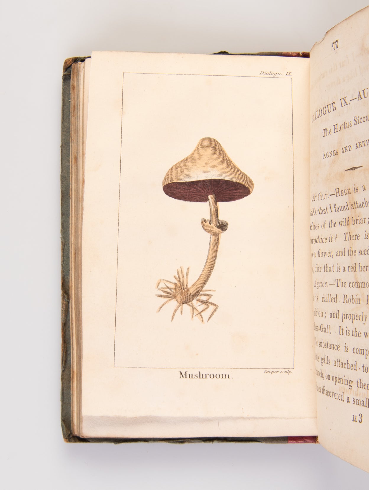 The Young Botanists; in Thirteen Dialogues.