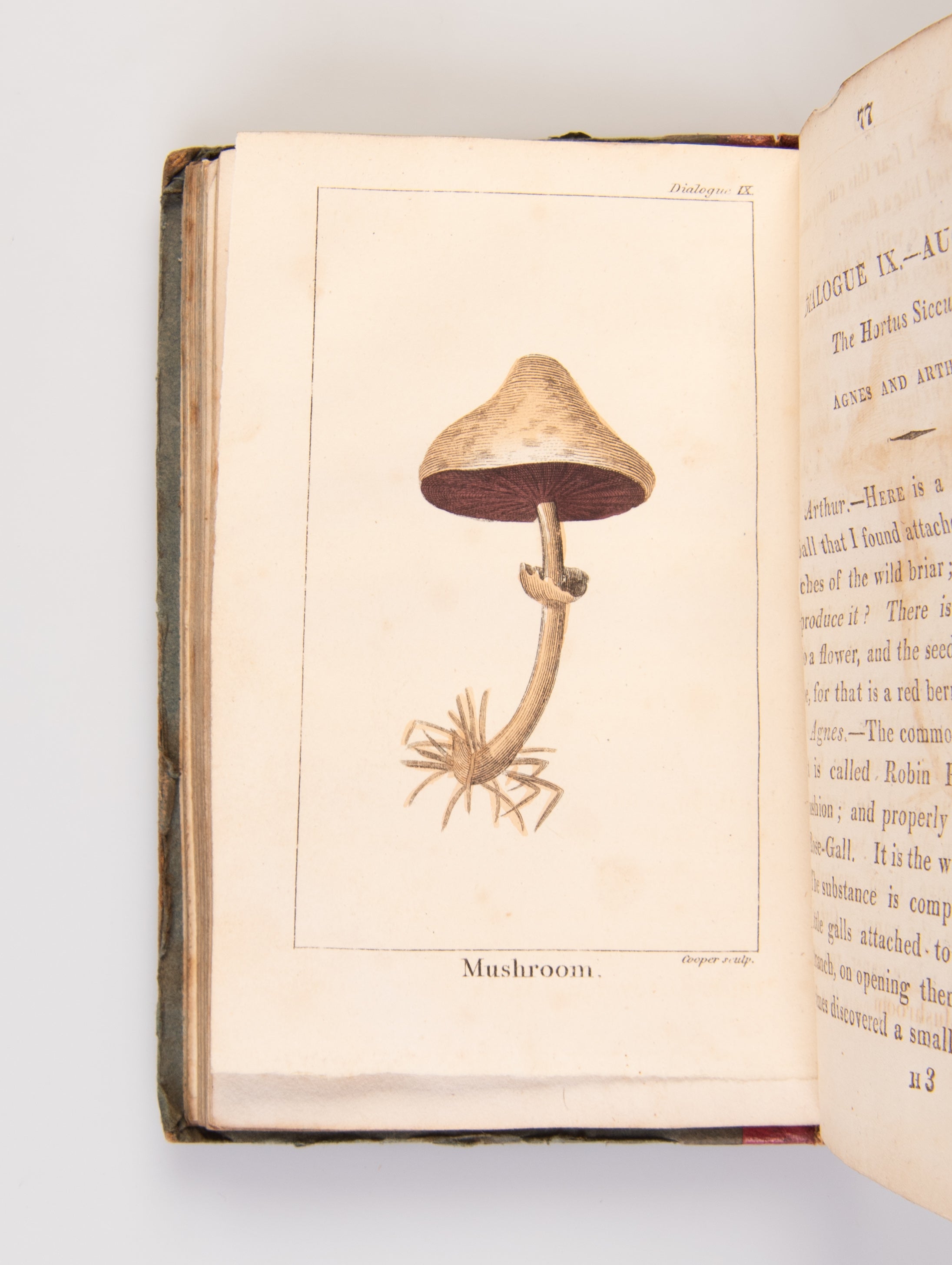 The Young Botanists; in Thirteen Dialogues.