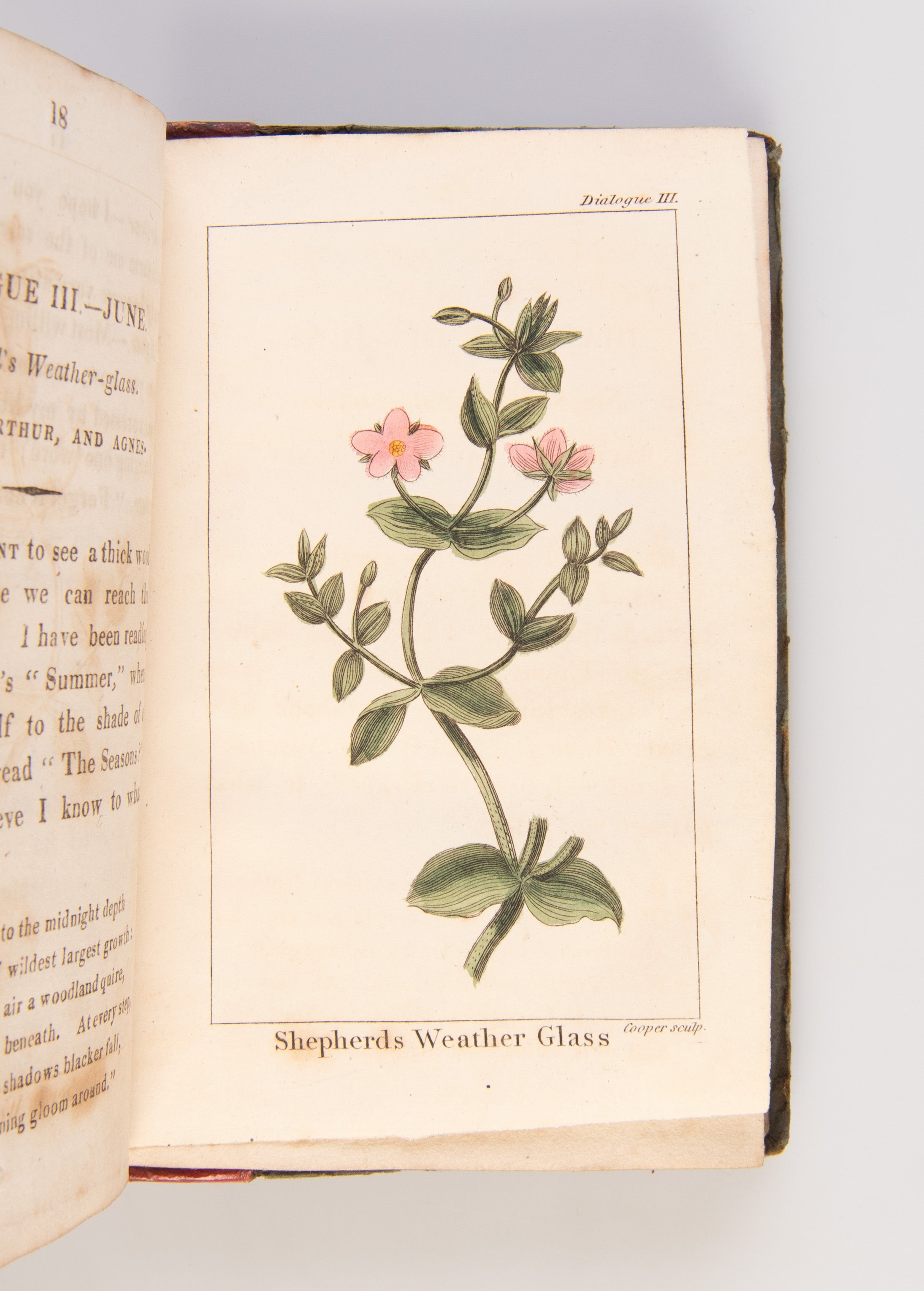 The Young Botanists; in Thirteen Dialogues.