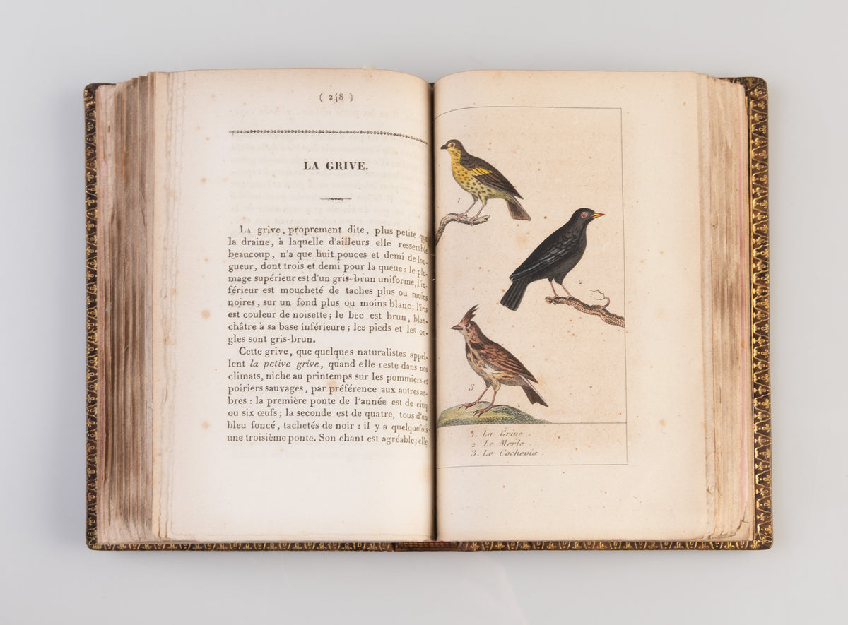Manuel de l'amateur des oiseaux de chambre contenant la manière de prendre à la Chasse, de nourrir, d'apprivoiser, d'instruire, de multiplier, d'élever, de traiter dans leurs Maladies ...