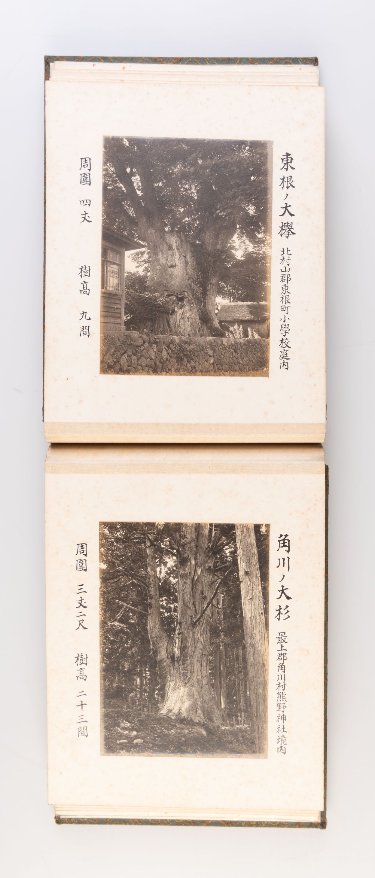 [A Photo-album of Giant and Famous Trees in Yamagata Prefecture].