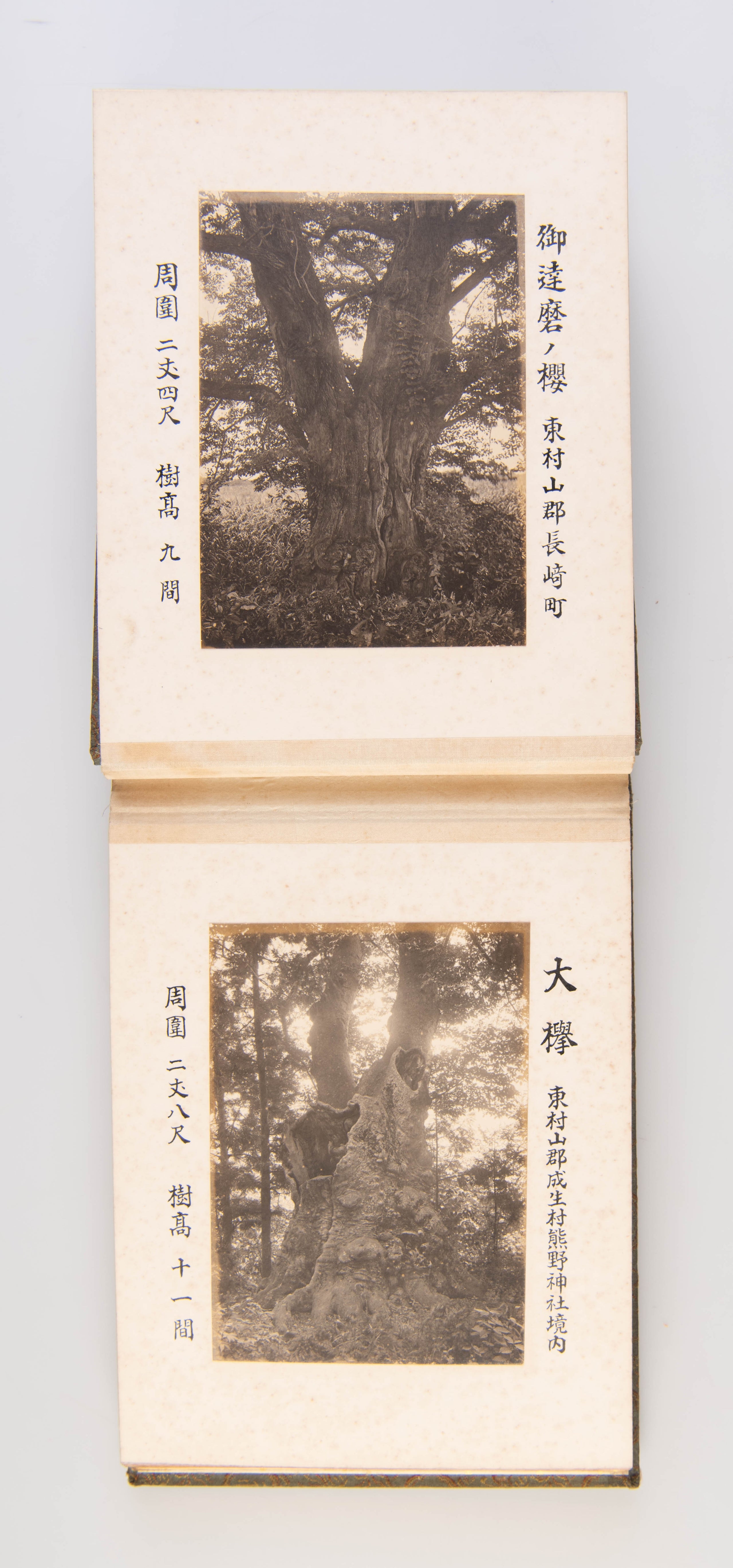 [A Photo-album of Giant and Famous Trees in Yamagata Prefecture].