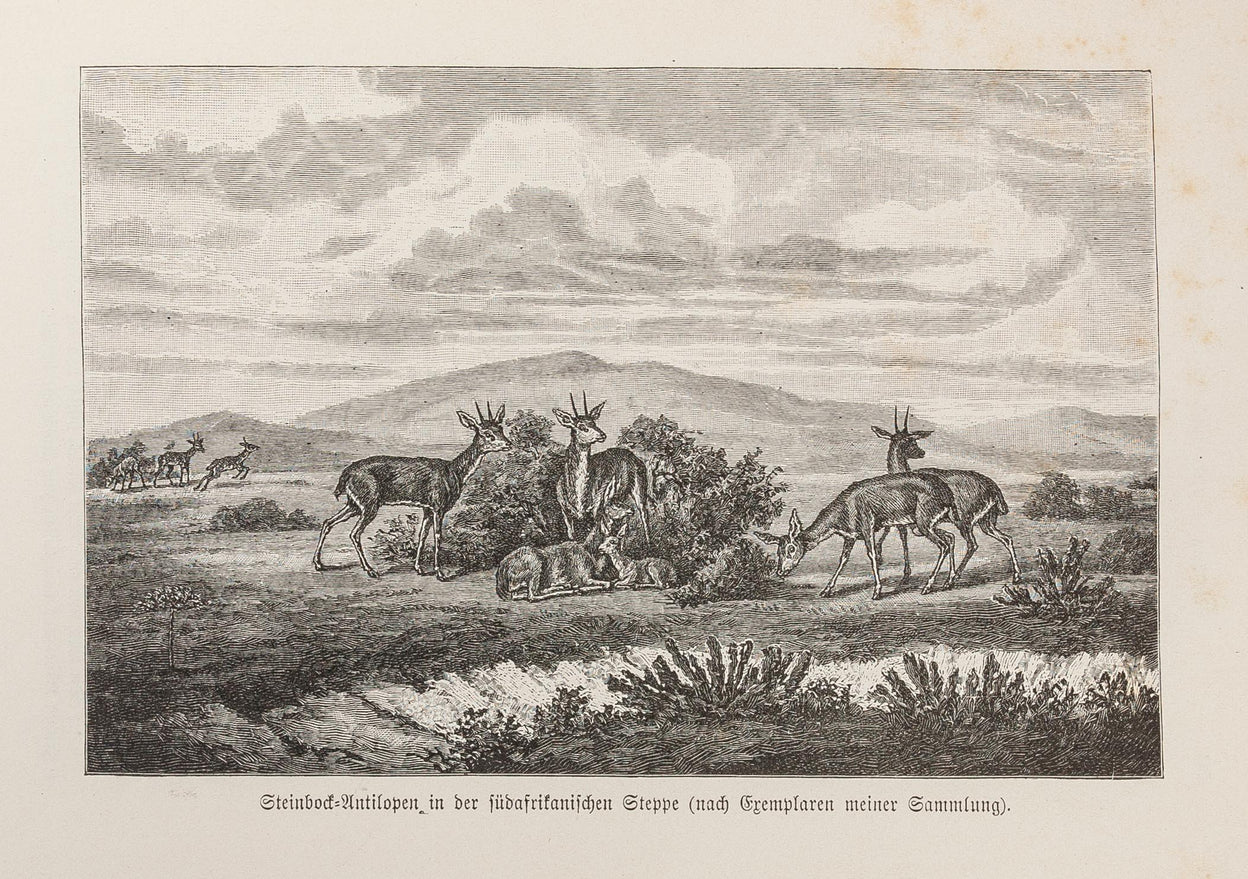 Von der Capstadt ins Land Der Maschukulumbe.