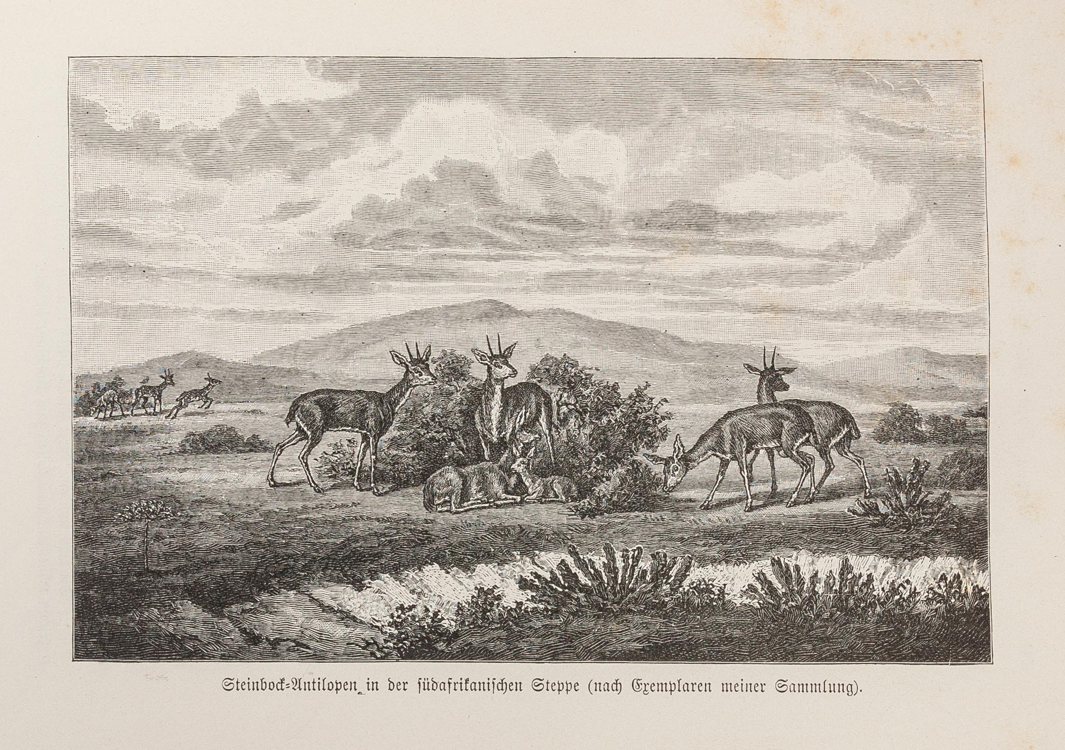 Von der Capstadt ins Land Der Maschukulumbe.
