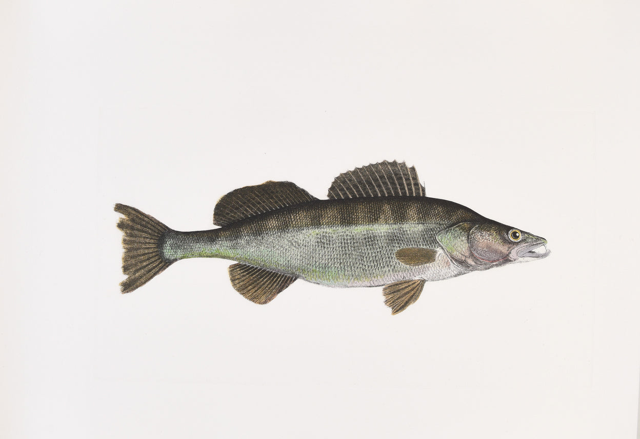 The Sporting Fishes of the British Isles.
