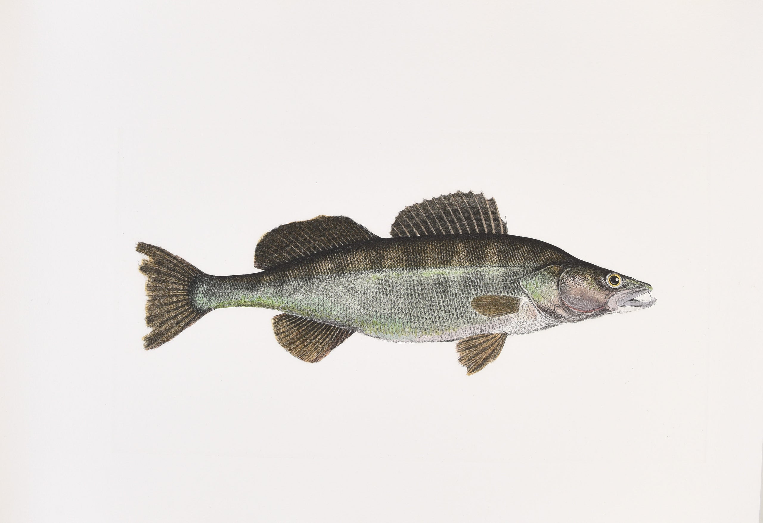 The Sporting Fishes of the British Isles.