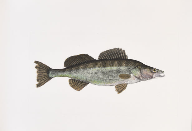The Sporting Fishes of the British Isles.